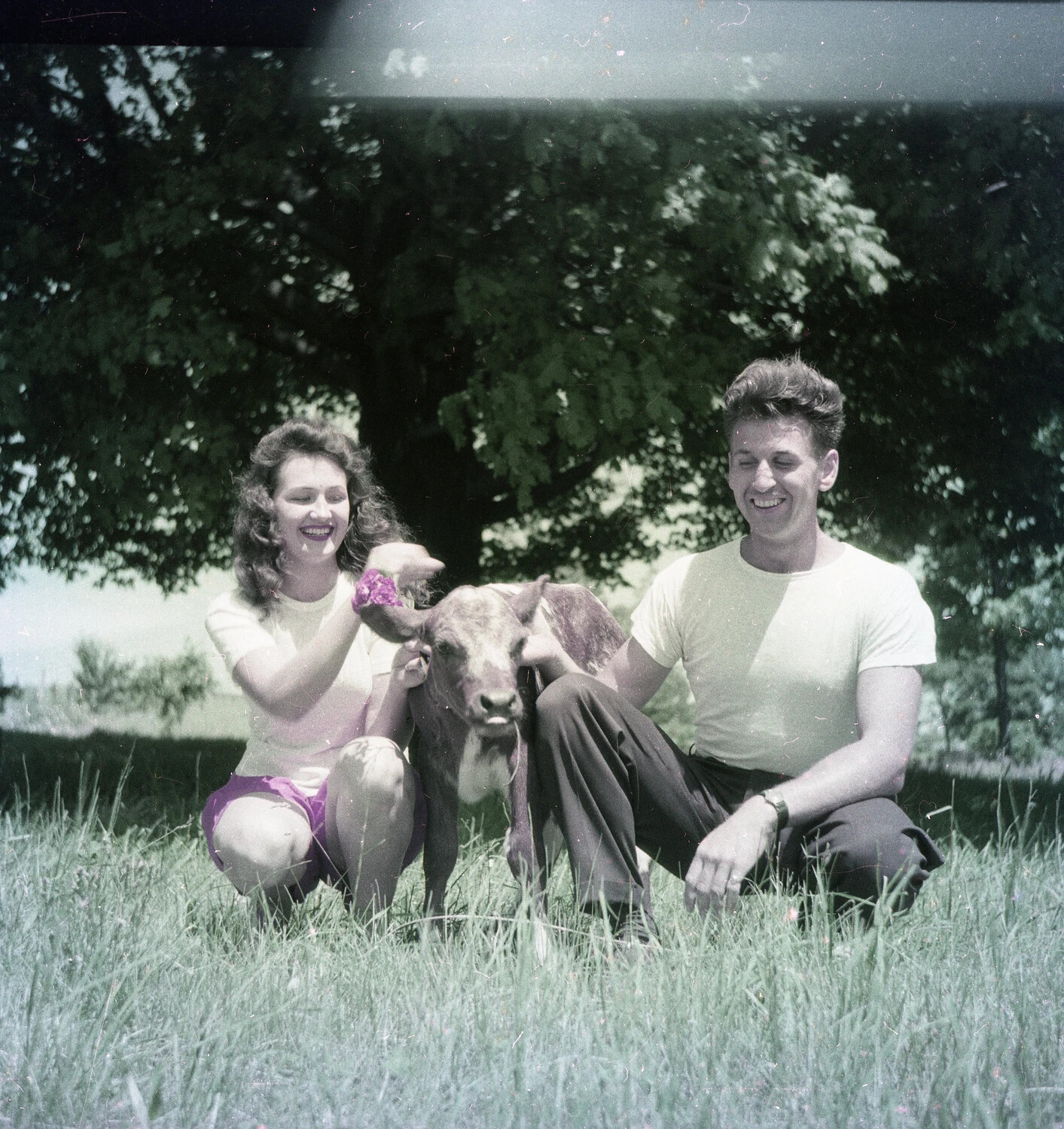 Young Couple with Calf in Pasture, Mid-20th Century Farm Snapshot