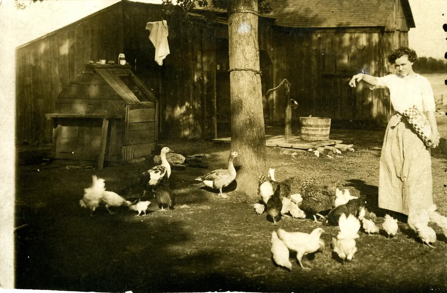 Woman Feeding Poultry in Farmyard, Early 20th Century Family Snapshot