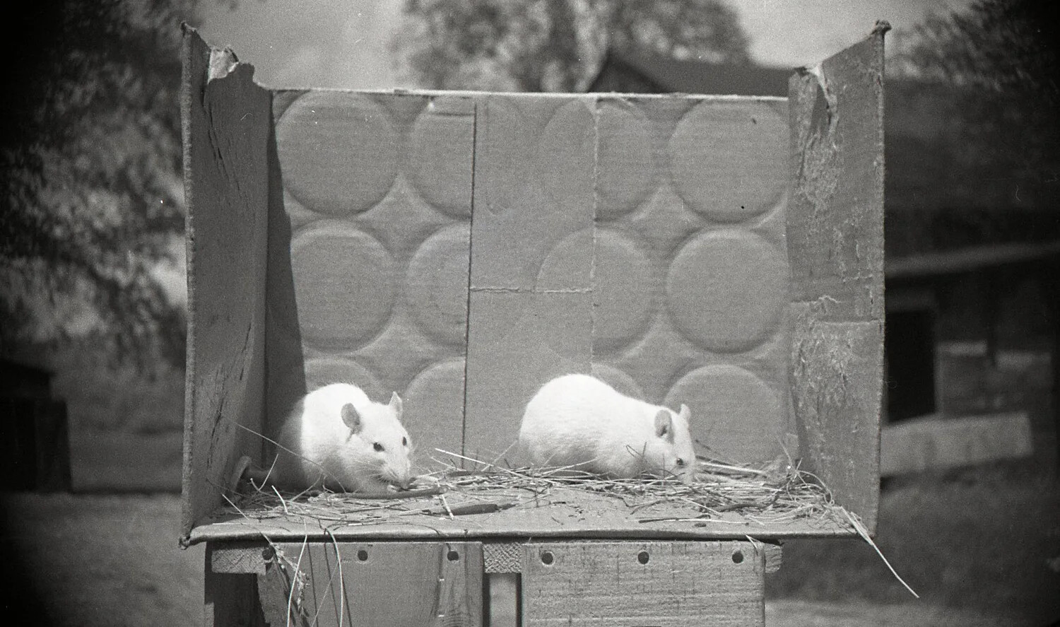 Two White Mice in Cardboard Nest Box, Mid-20th Century