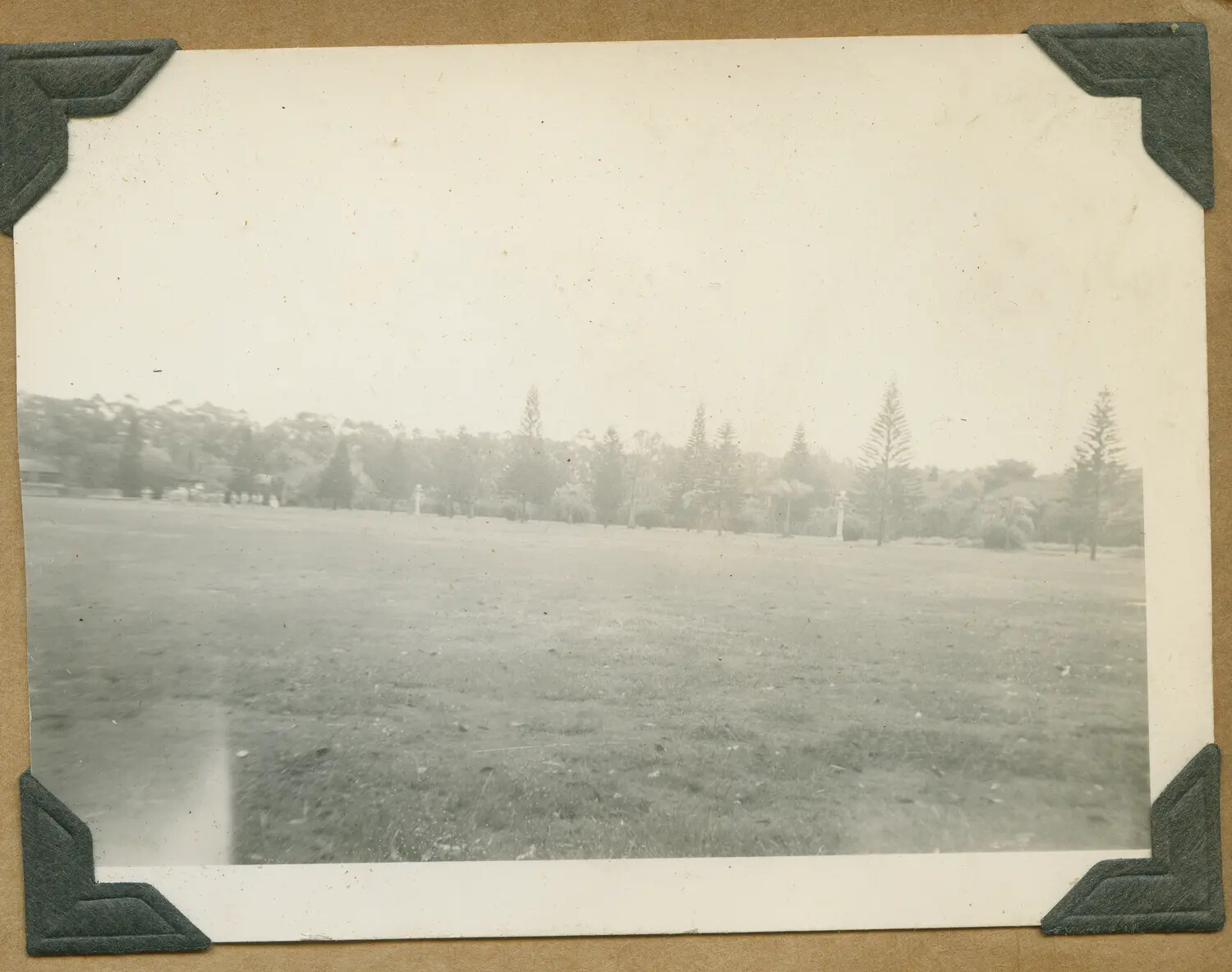Open Park Grounds with Norfolk Pines, Hawaii