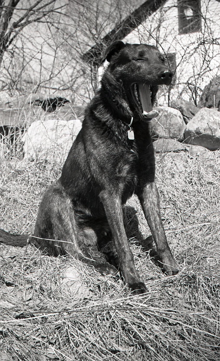 Brindle Dog Seated in Yard, Nashua, New Hampshire, September 1938