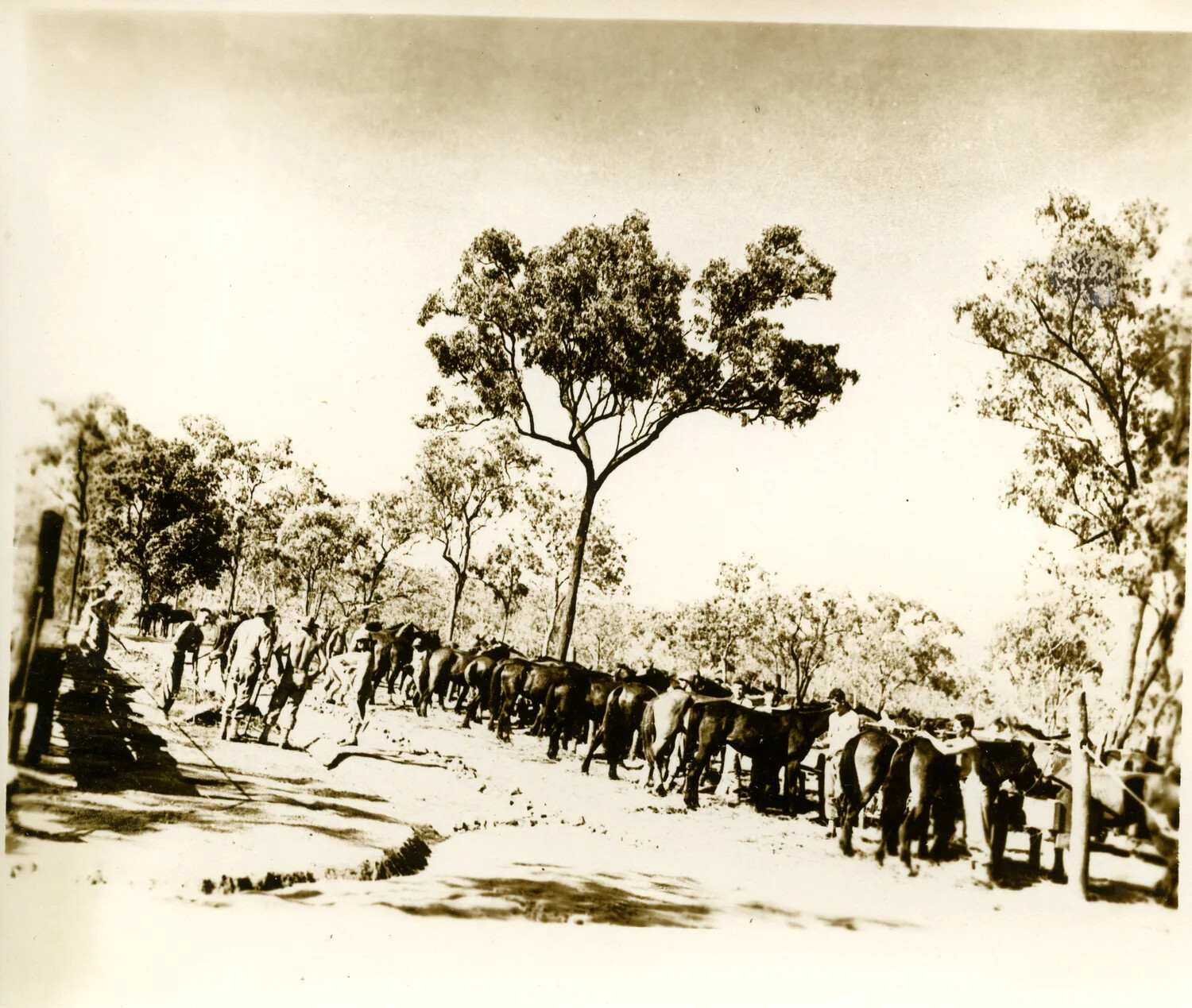 Soldiers Leading a Line of Horses/Mules Through Eucalyptus Woodland, Likely Australia, WWII Era
