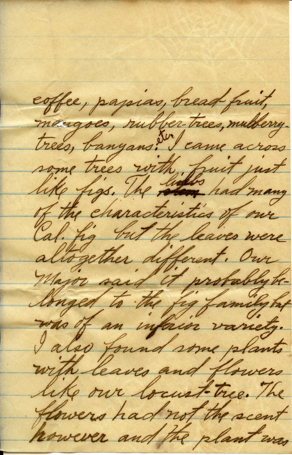 Handwritten Letter Describing Tropical Flora, Dated February 10, 1911 (Page)