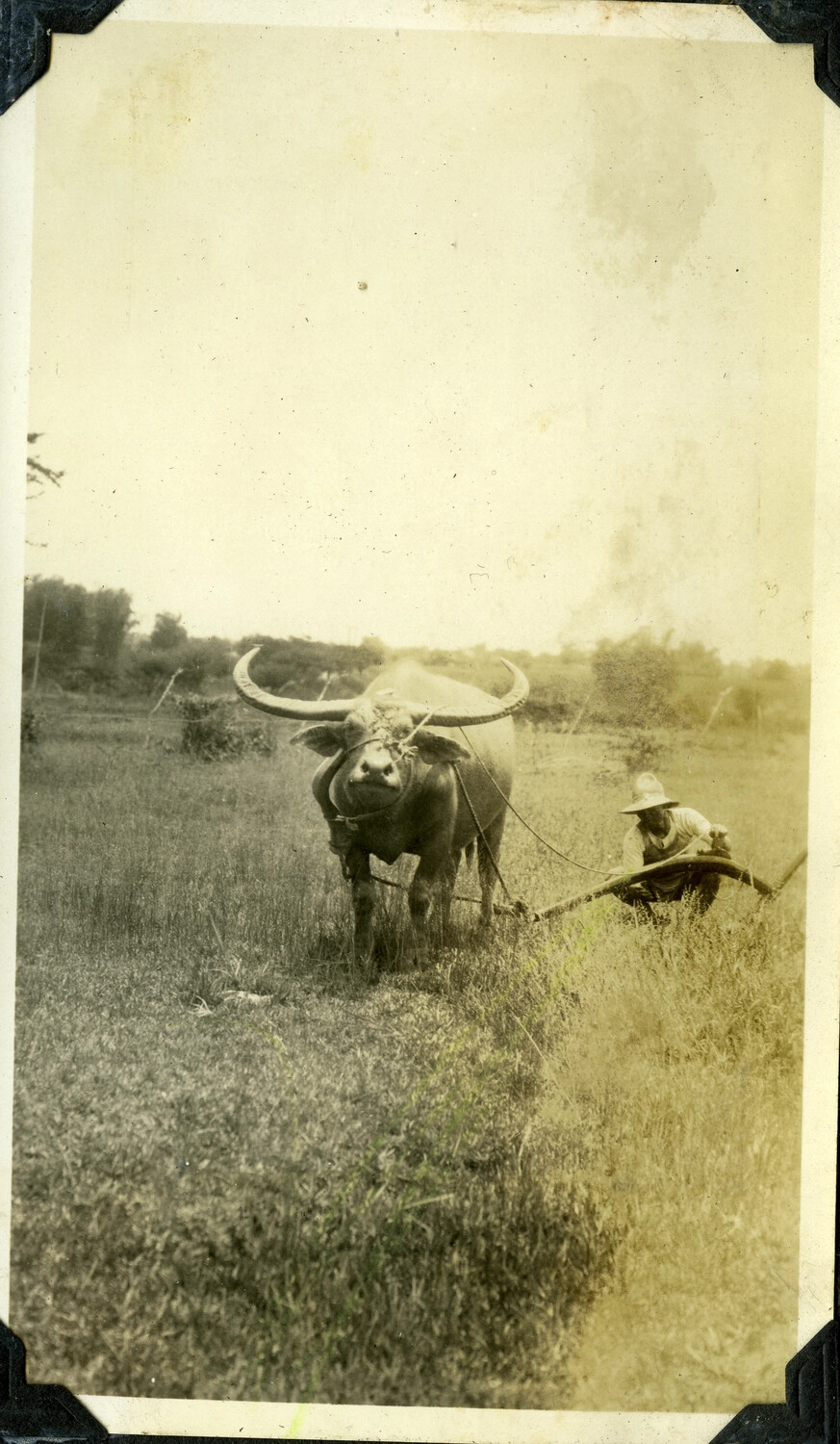 Farmer Plowing a Field with Carabao, Philippines, c. 1920s-1930s