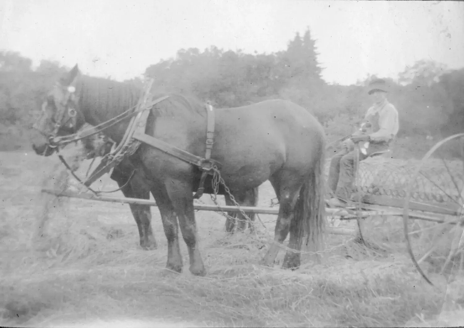 Farmer Operating a Horse-Drawn Hay Rake