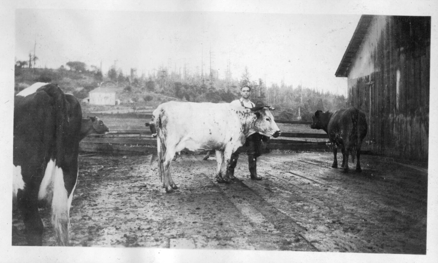 Farmyard Scene with Draft Cattle and Farmhand