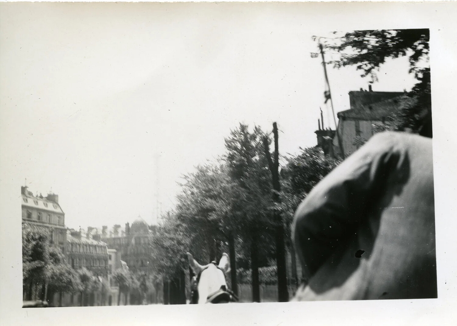 View from Horse-Drawn Cart Along a Tree-Lined European Boulevard, WWII
