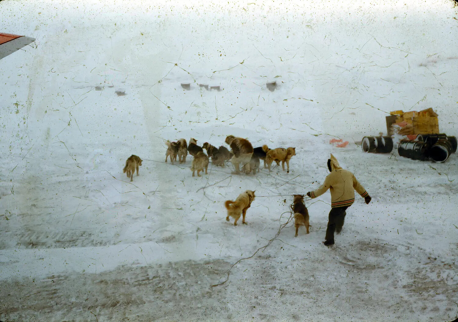 Sled Dog Team and Handler on the Snowfield at Thule Air Base, Greenland, c. 1950-1955