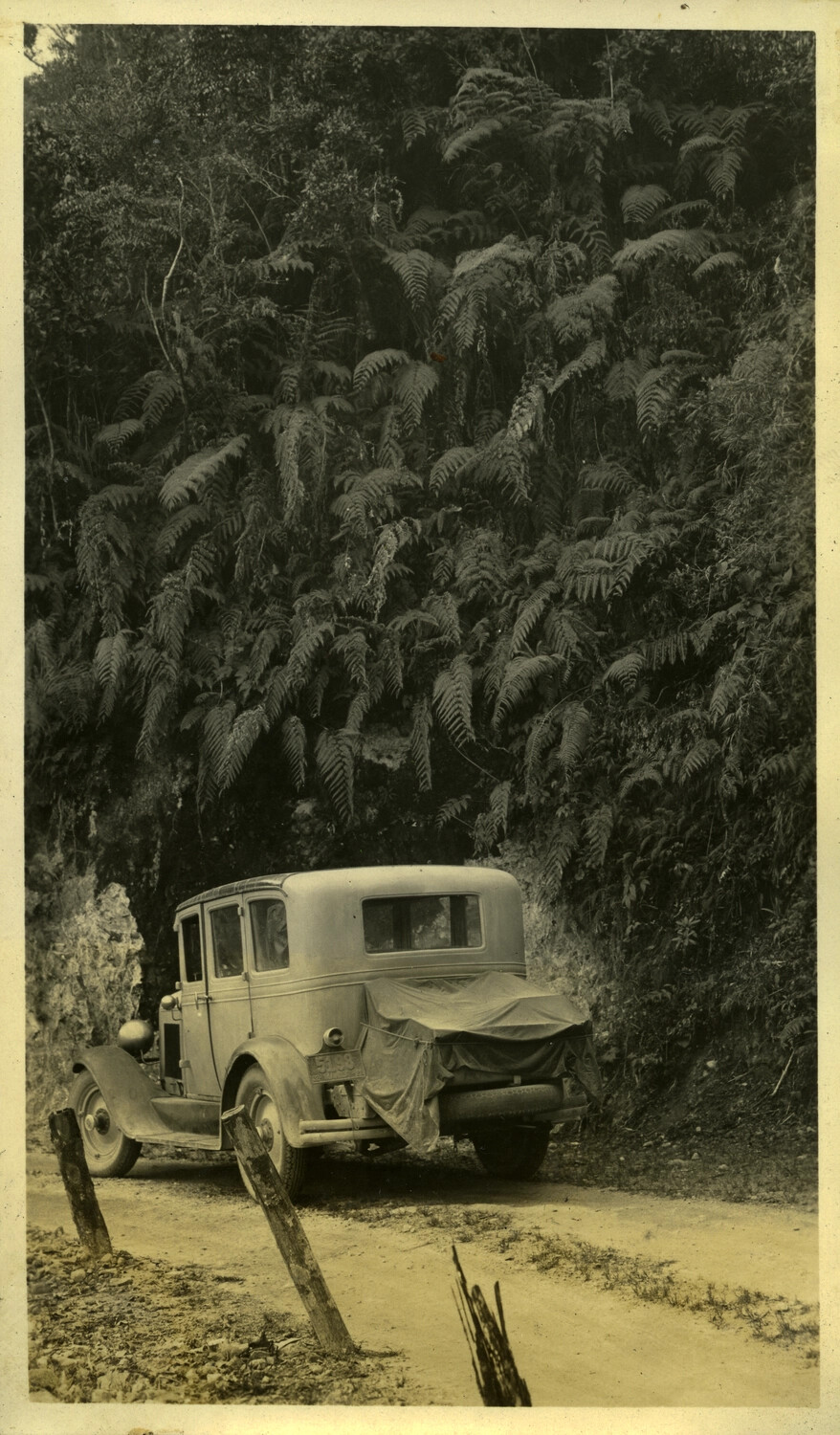 Automobile on a Mountain Road Amid Tropical Fern Growth, Philippines, c. early 1930s