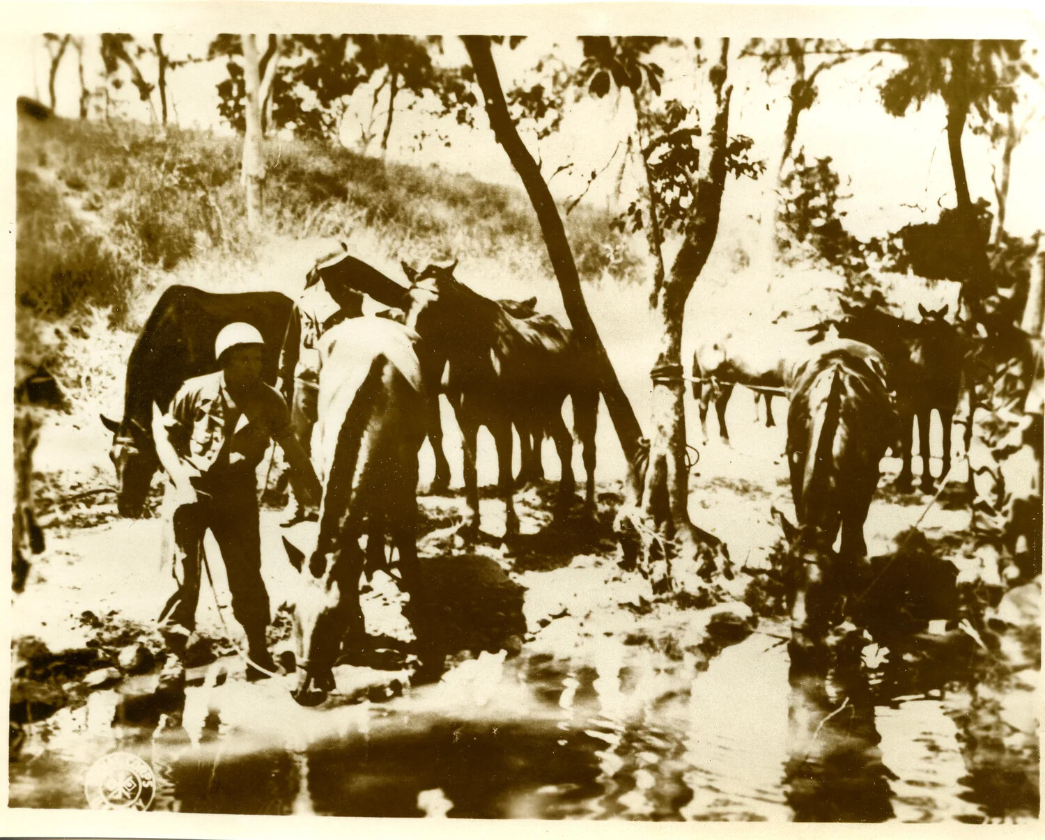Soldier Watering Pack Horses/Mules at Jungle Stream, Southwest Pacific Theater, WWII
