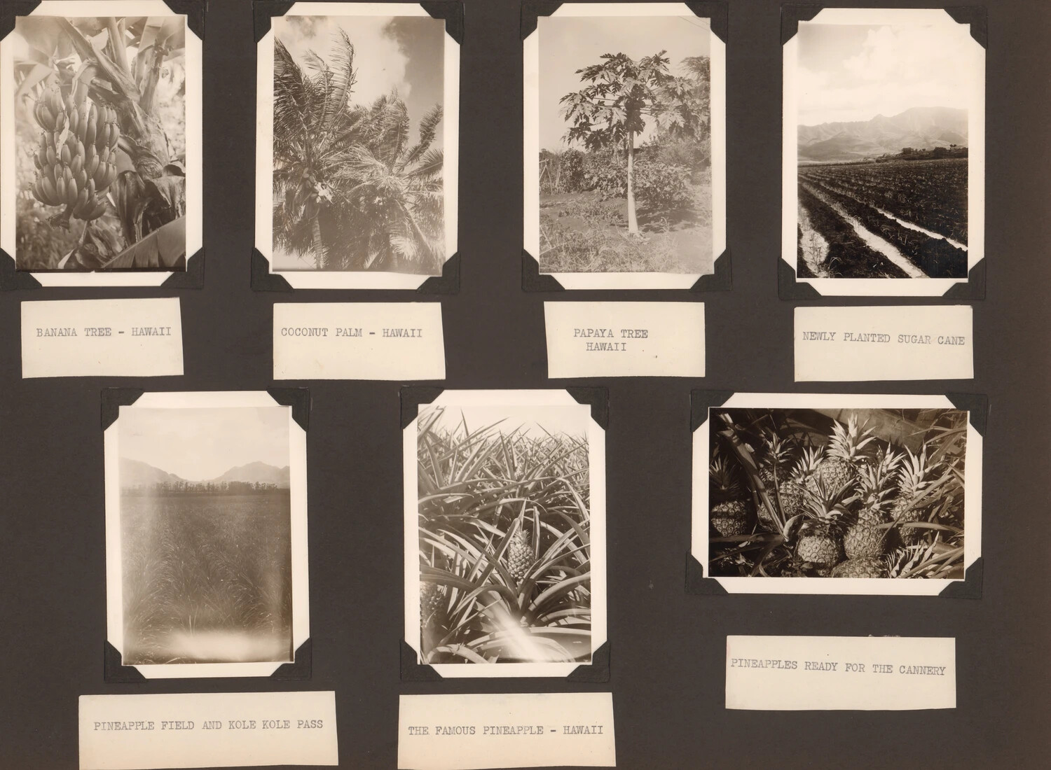 Scrapbook Page: Hawaiian Agricultural Scenes (Banana, Coconut, Papaya, Sugar Cane, Pineapple)