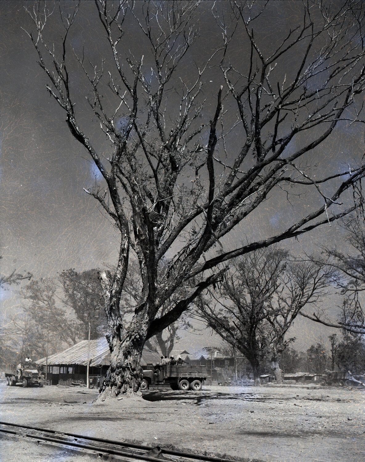 U.S. Army Trucks Beneath Large Bare Tree, Burma, CBI Theater, WWII