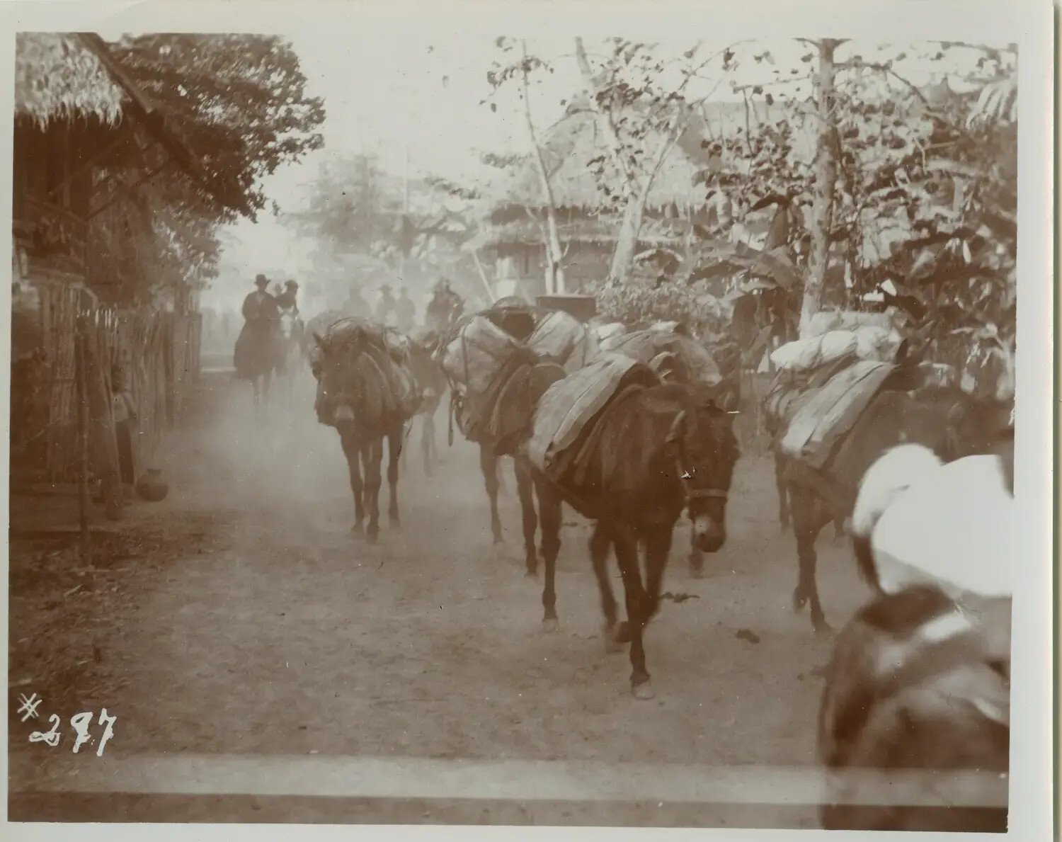 U.S. Army Mule Pack Train on Village Road, Philippines, c. 1899-1902