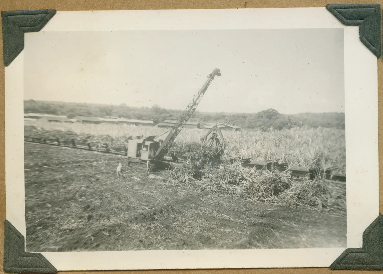 Crawler Crane Loading Sugar Cane onto Narrow-Gauge Rail Cars, Hawaii Plantation, c. 1940s