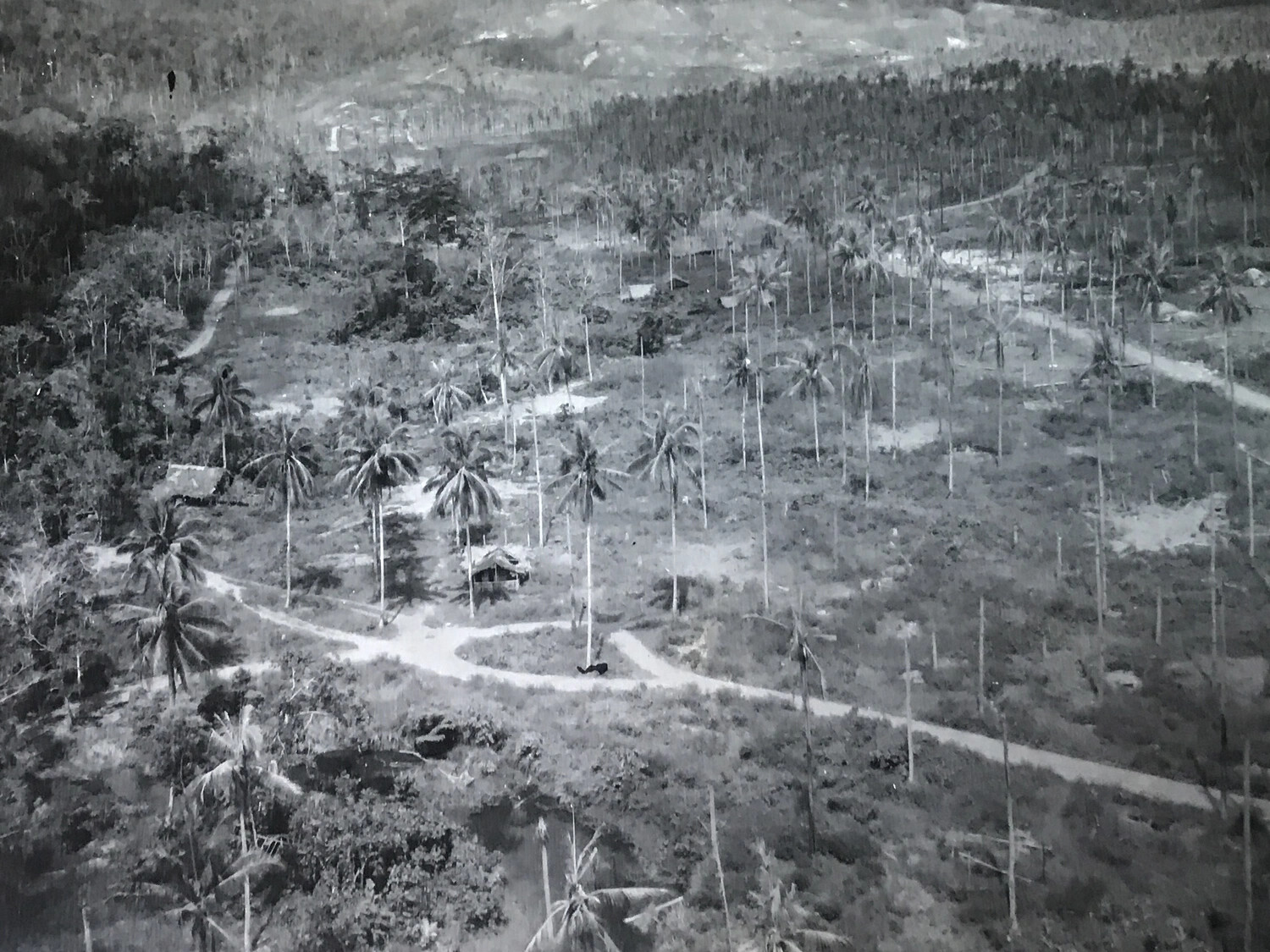 Low-Altitude Aerial View of Brandy Plantation near Wewak, New Guinea