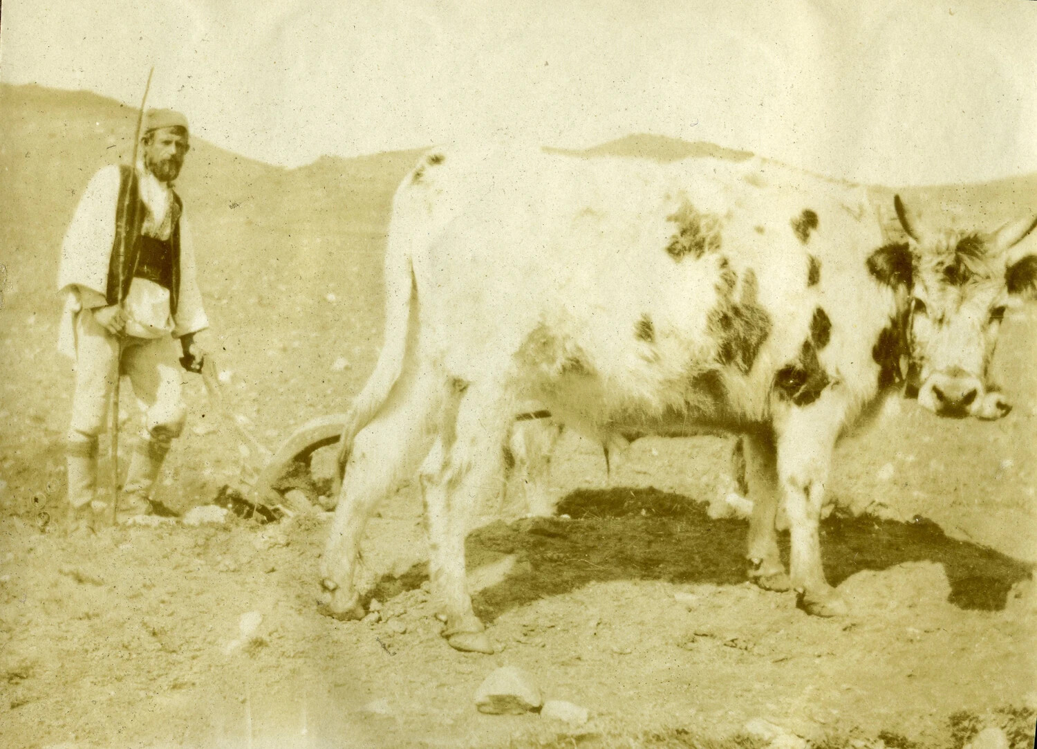 Local Farmer with Ox and Plow, Balkans/Macedonian Front Region, WWI French Aviator's Photo Album