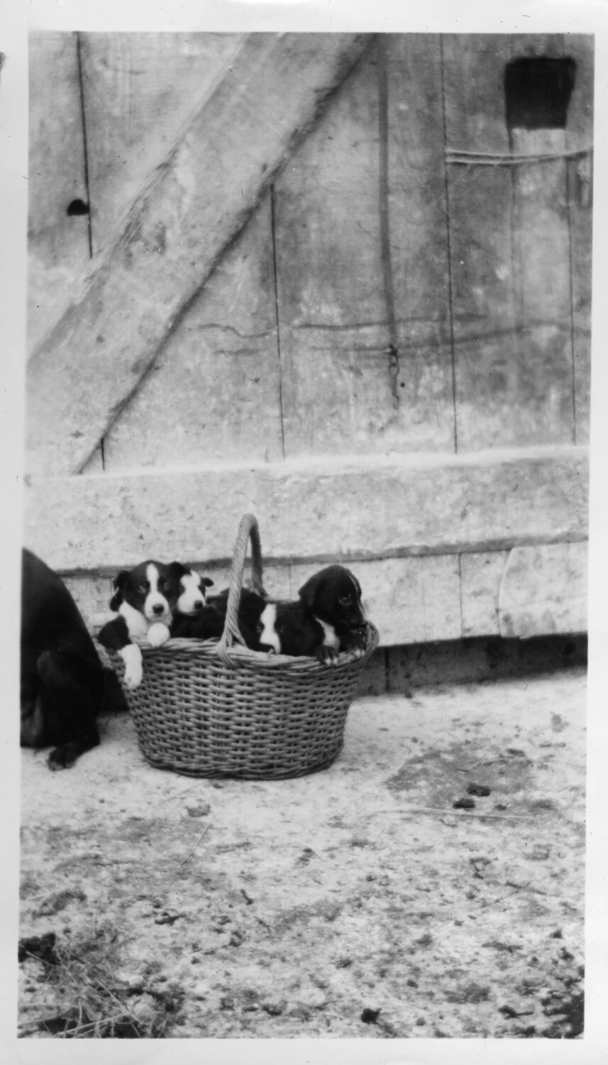 Litter of Puppies in a Wicker Basket by a Barn Door, Presidio Album, c. 1920s-1930s