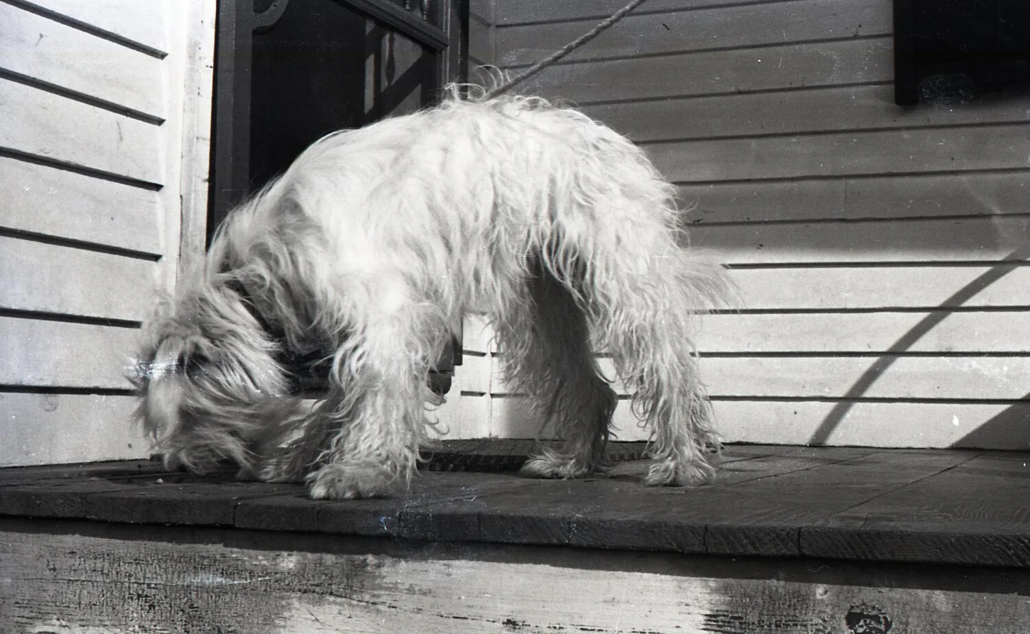 Shaggy Terrier Sniffing the Porch Floor, c. 1940s
