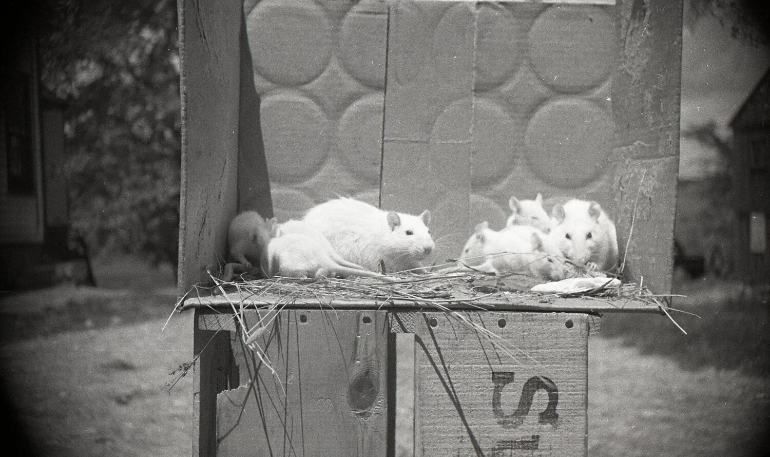 Cluster of White Mice on Crate, Mid-20th Century