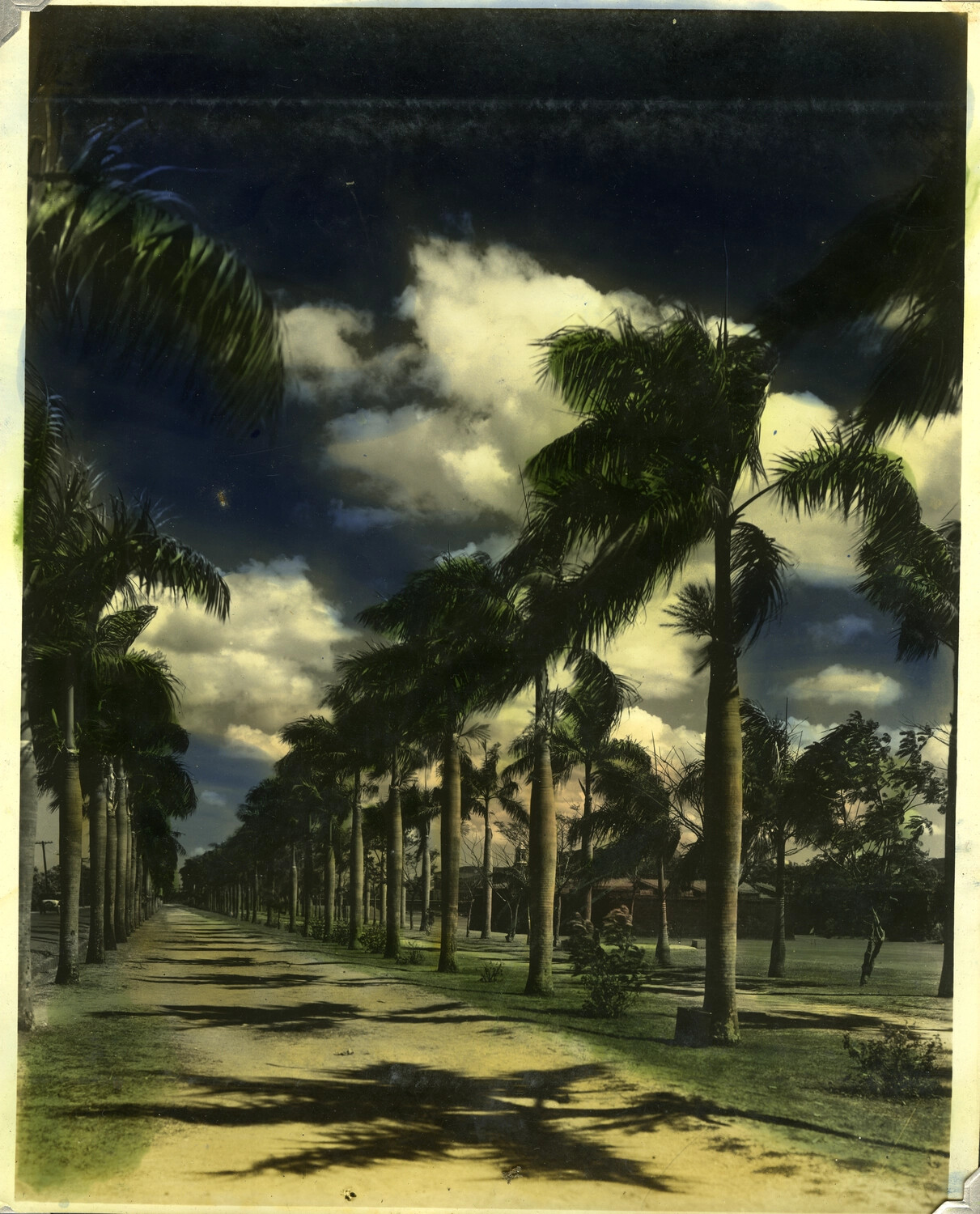 Royal Palm-Lined Avenue, Manila, Philippines