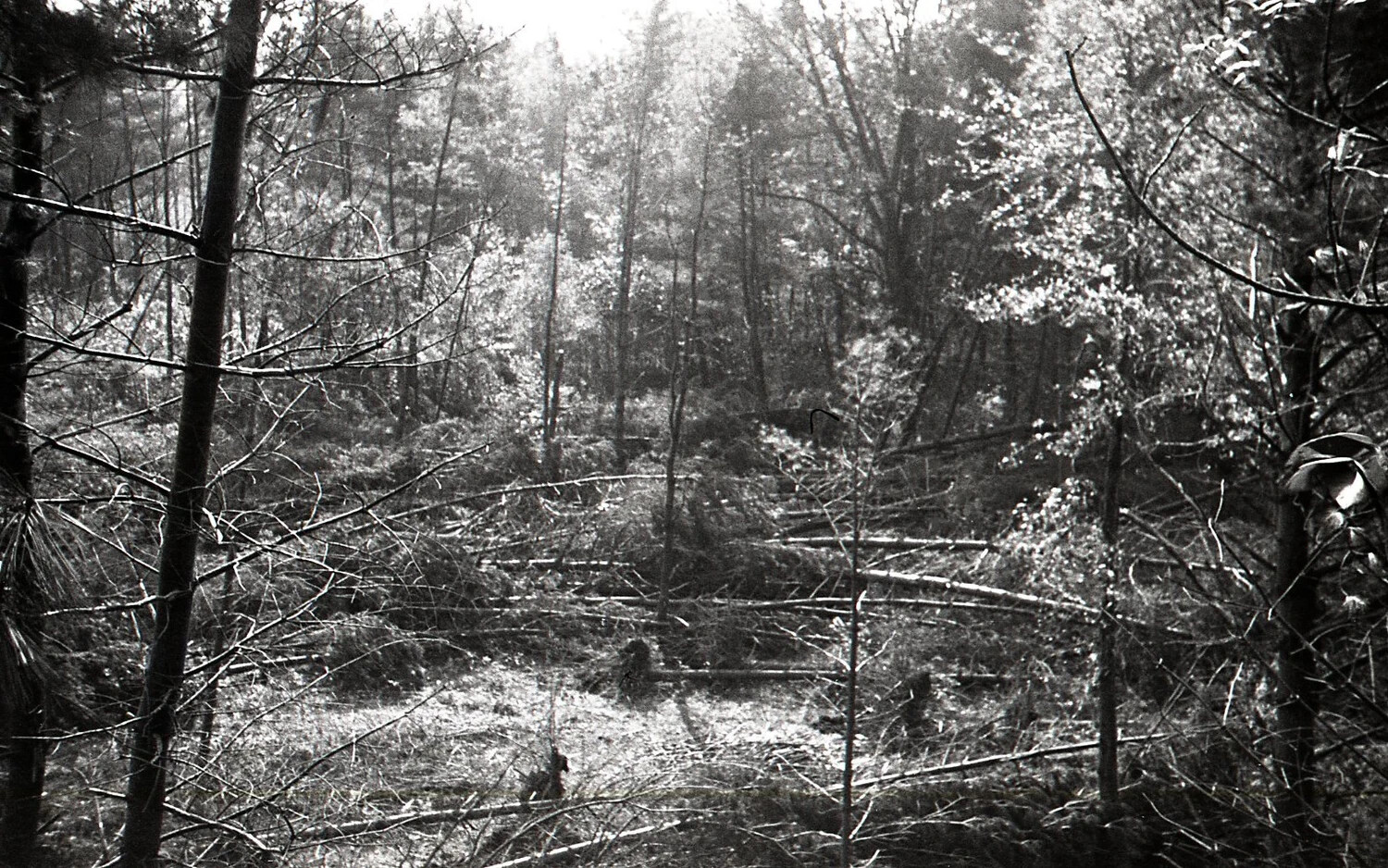 Hurricane-Felled Woodland, Nashua, New Hampshire, September 1938