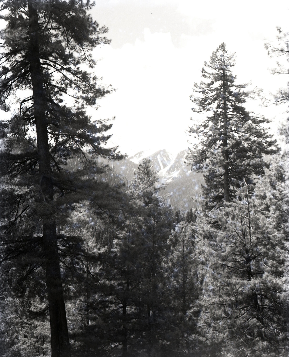Forest and Snow-Capped Mountain Landscape, Kashmir Region, WWII-Era Scenic Photograph (Kotec Collection)