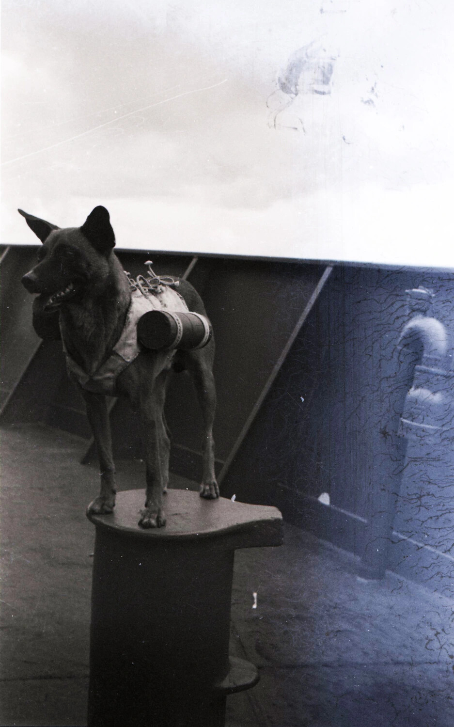 Military Messenger Dog with Dispatch Canister Aboard Ship, WWII CBI Theater