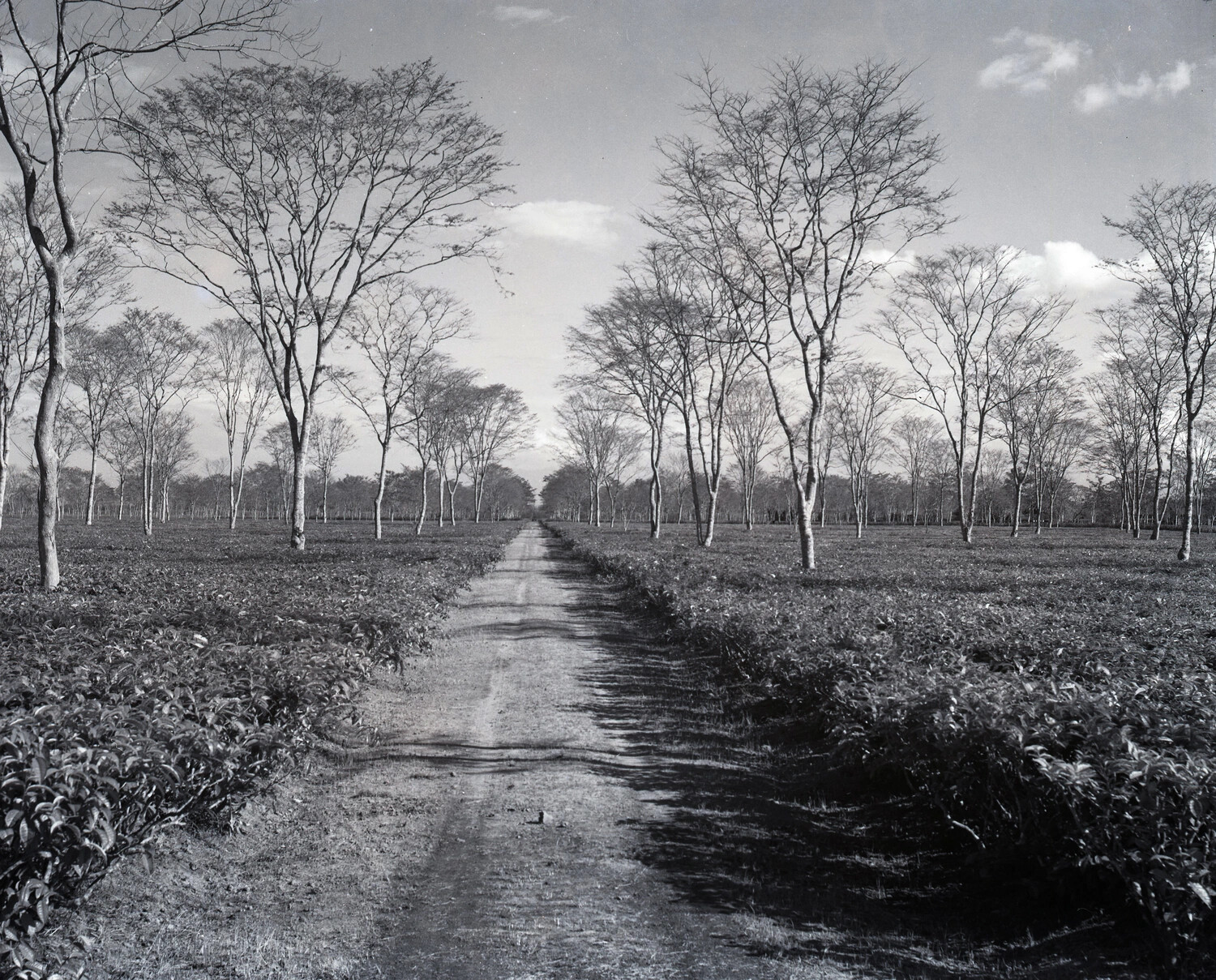 Tree-Lined Estate Road Through a Tea Garden, Dinjan Area, Assam, India, WWII Era