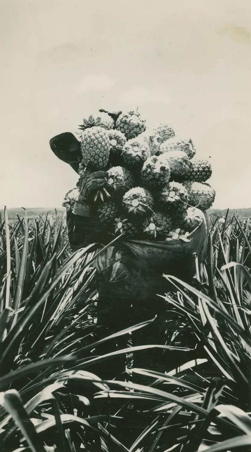 Pineapple Field Worker Carrying Harvest Basket, Hawaii, c. 1930s–1940s