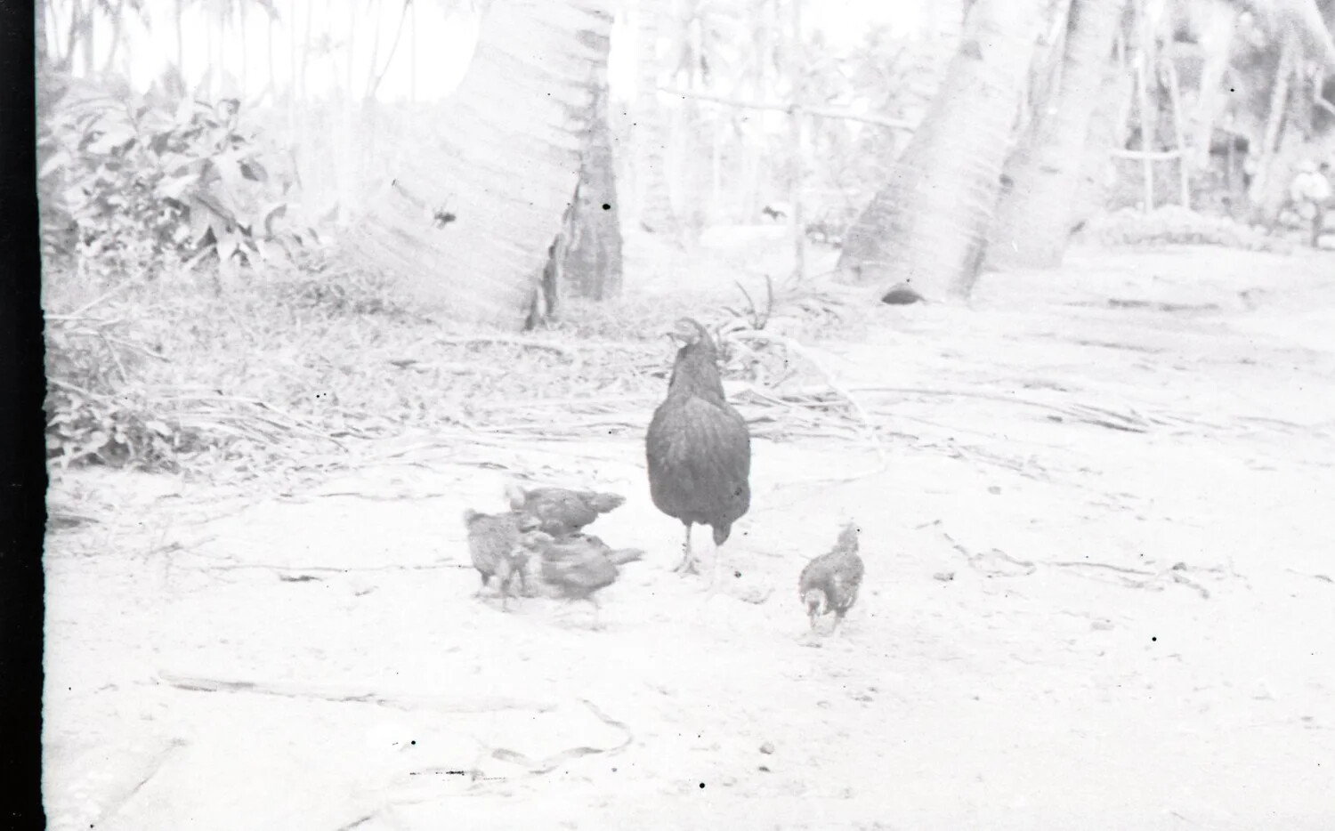 Chickens on a Sandy Village Path Beneath Palm Trees, Philippines, WWII (Luzon Collection)