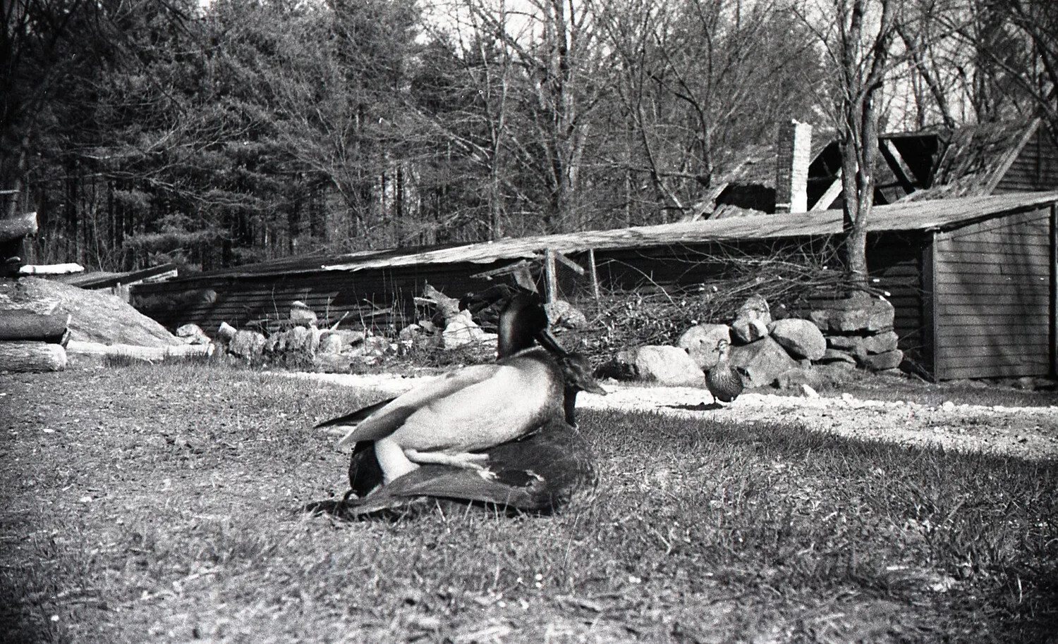 Ducks in Farmyard with Outbuilding, Stateside Photograph, WWII Era