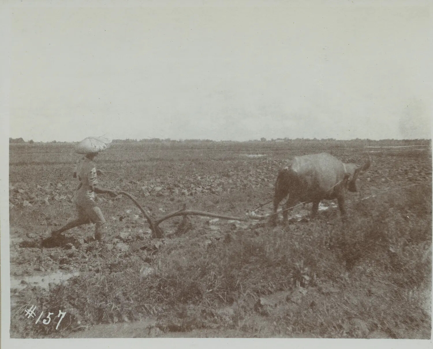 Farmer Plowing a Field with Carabao, Philippines, c. 1898-1900
