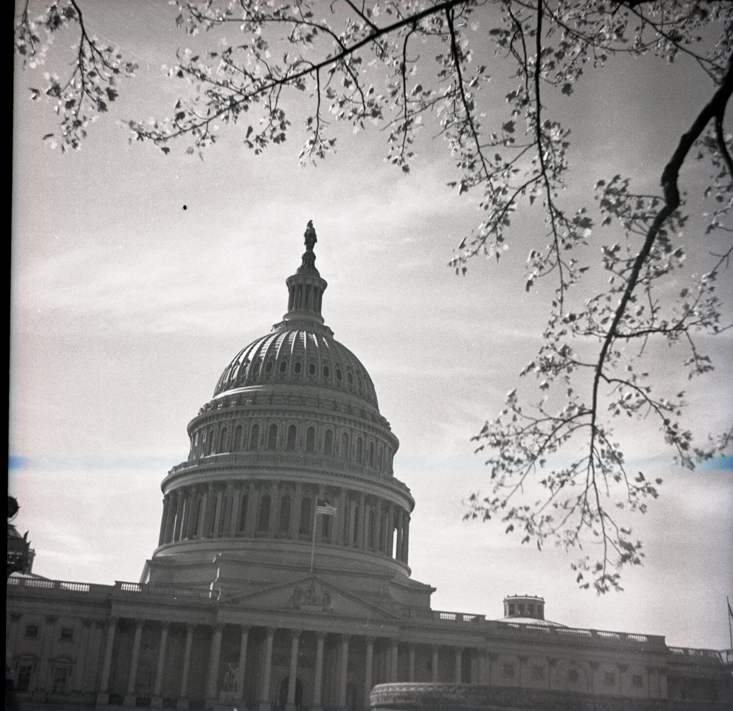 U.S. Capitol Dome Framed by Blossoming Tree Branches (Misfiled Scenic Negative)