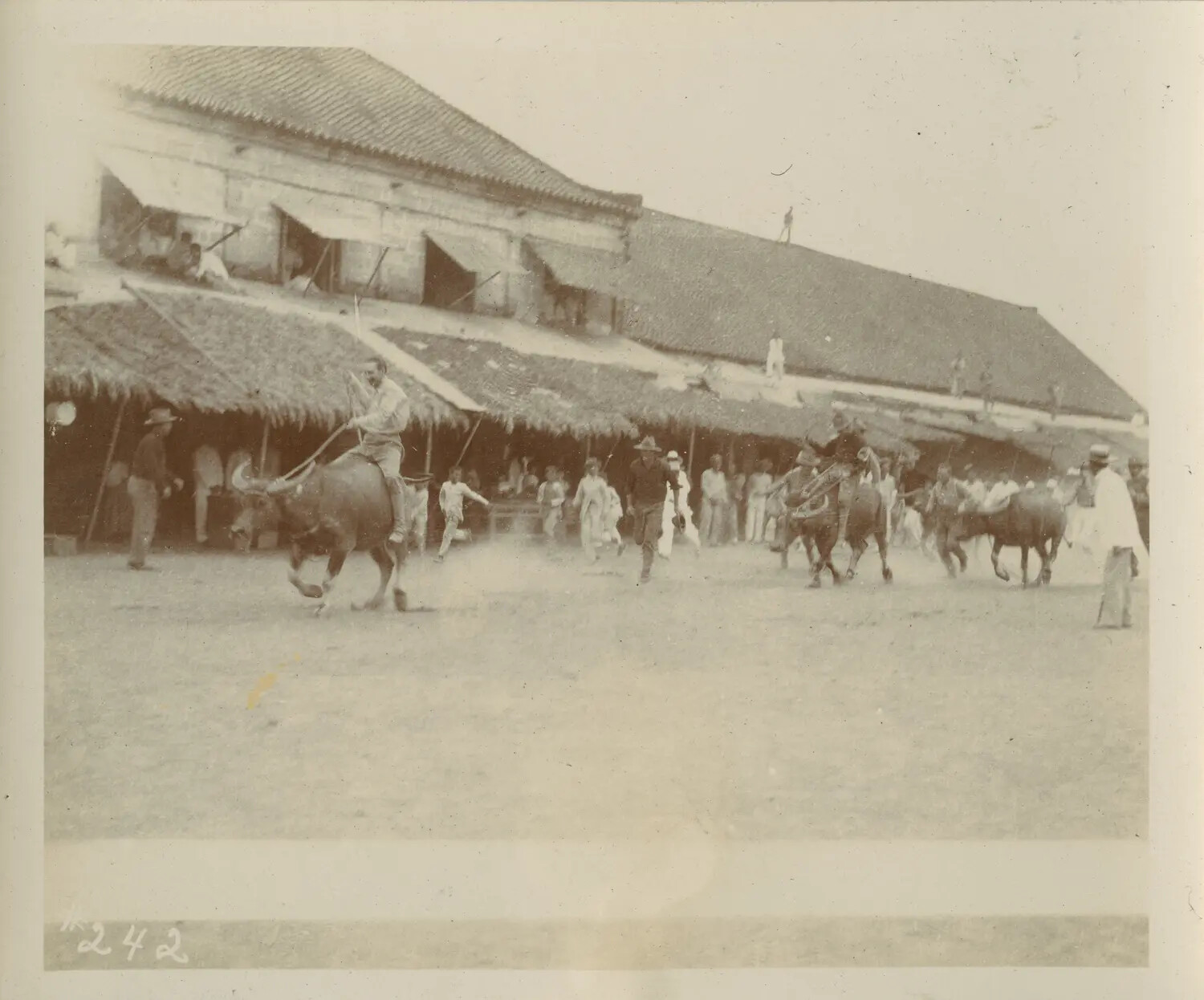 Carabao Race in Front of Thatched Barracks Building, Philippines, Early American Colonial Period