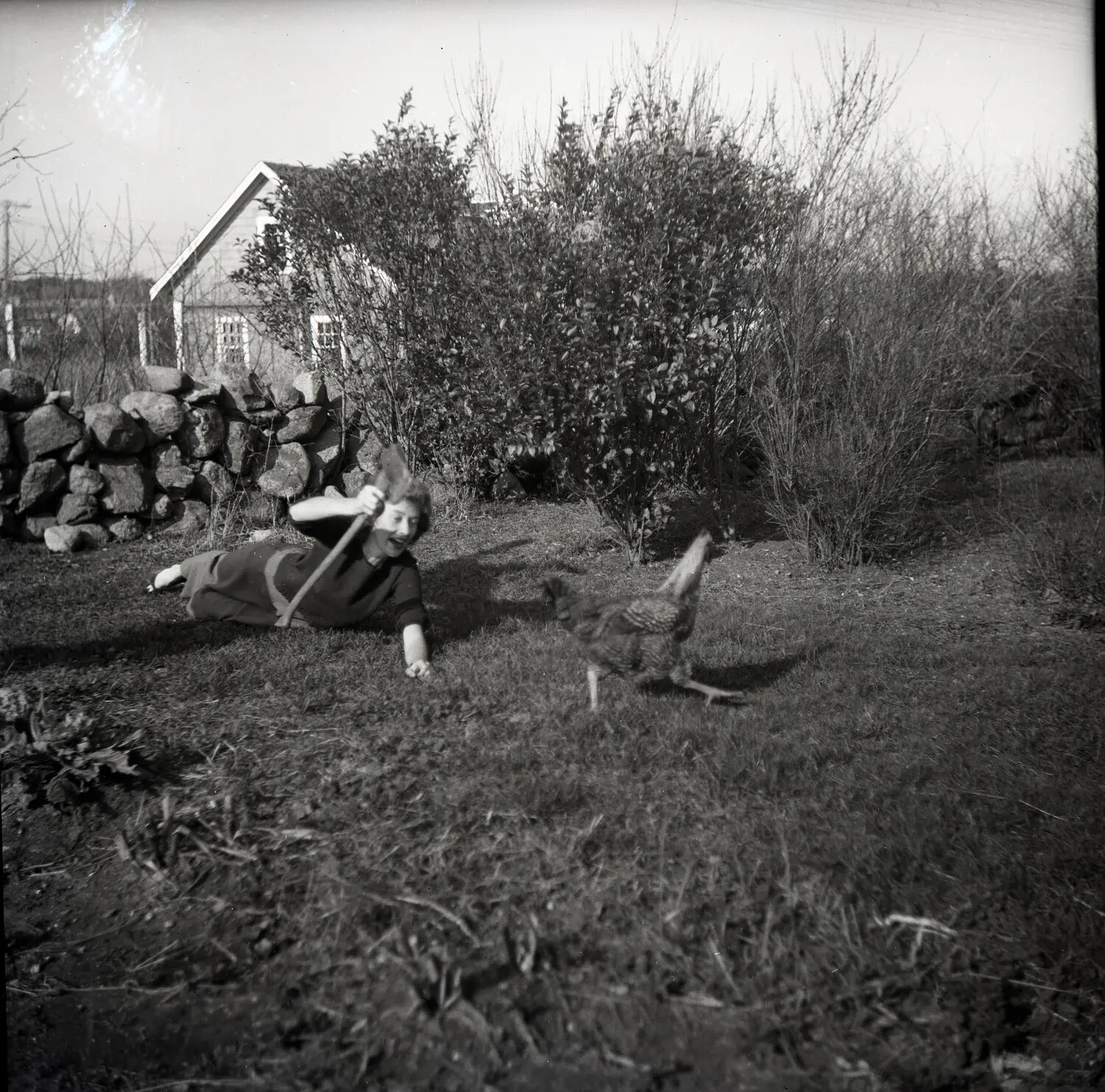 Woman Playing with a Turkey in a New England Backyard, from a Mixed Personal Negative Collection
