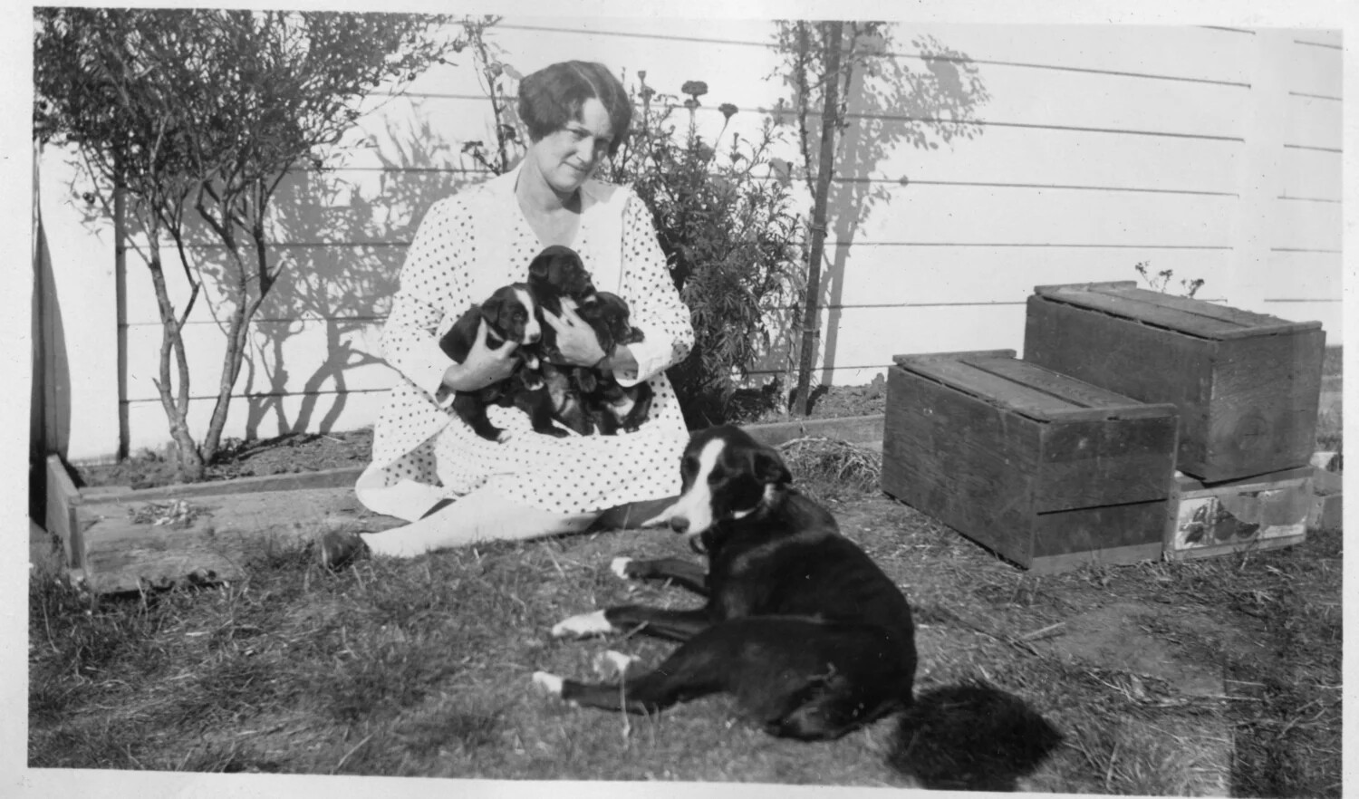 Woman with Litter of Puppies in Backyard, Presidio-Associated Family Photo Album, c. 1920s
