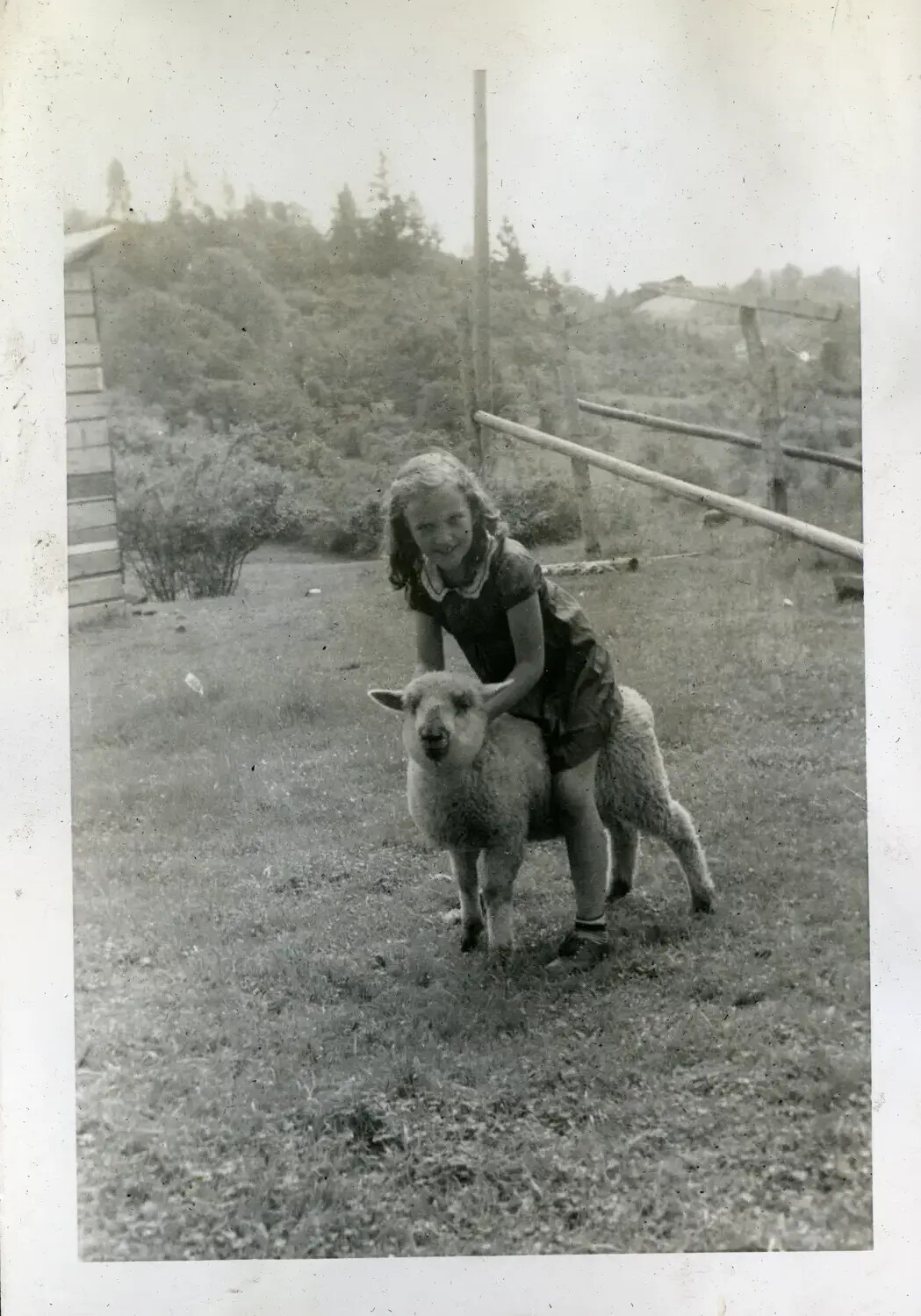 Young Girl with Sheep in Farmyard Setting - From the USS Maryland WWII-Era Photo Album