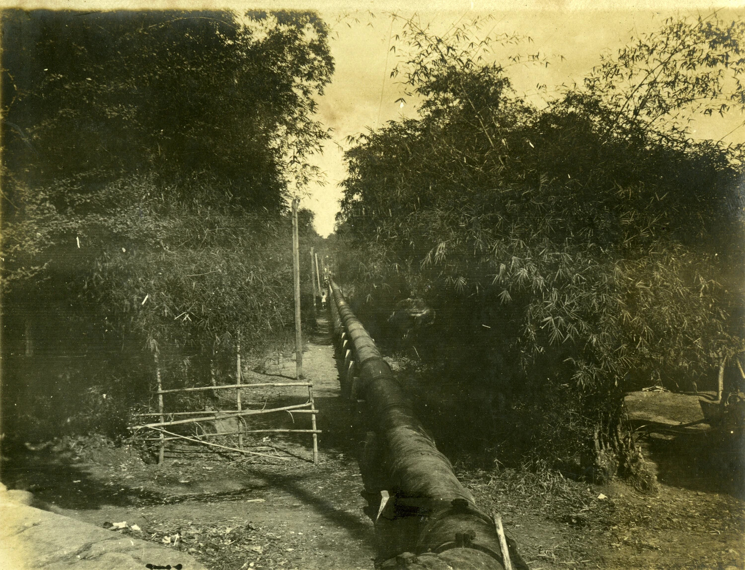 Large-Diameter Pipeline Through a Bamboo Grove, Philippines, Early 1900s (Carl Stone Album)
