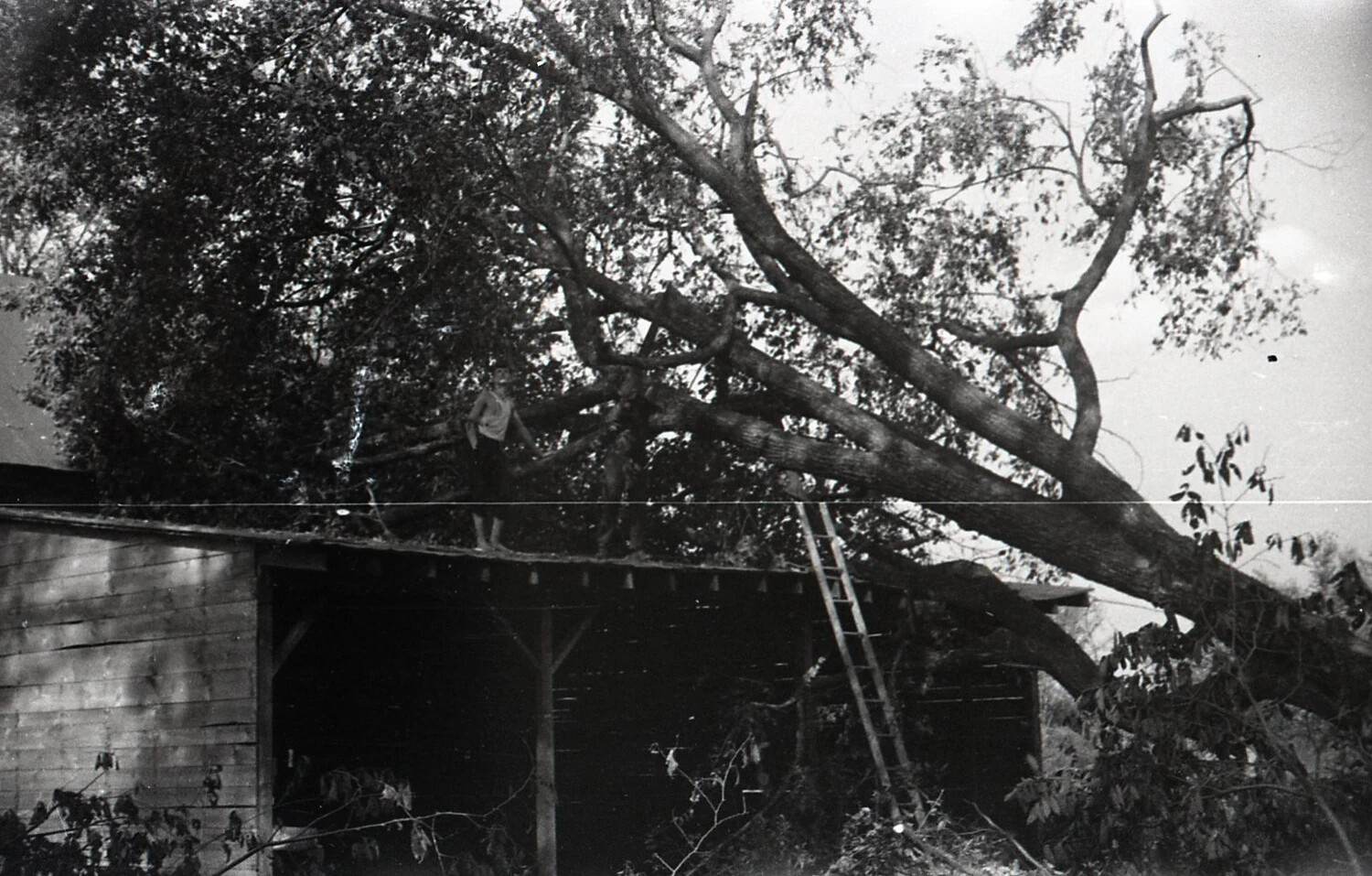 Fallen Tree Crushing Farm Shed Roof, Nashua, New Hampshire, September 1938
