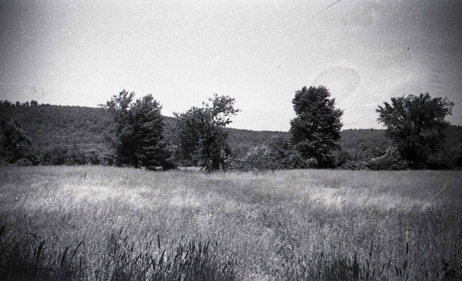 Rural Hayfield and Tree Line, Nashua, New Hampshire, September 1938