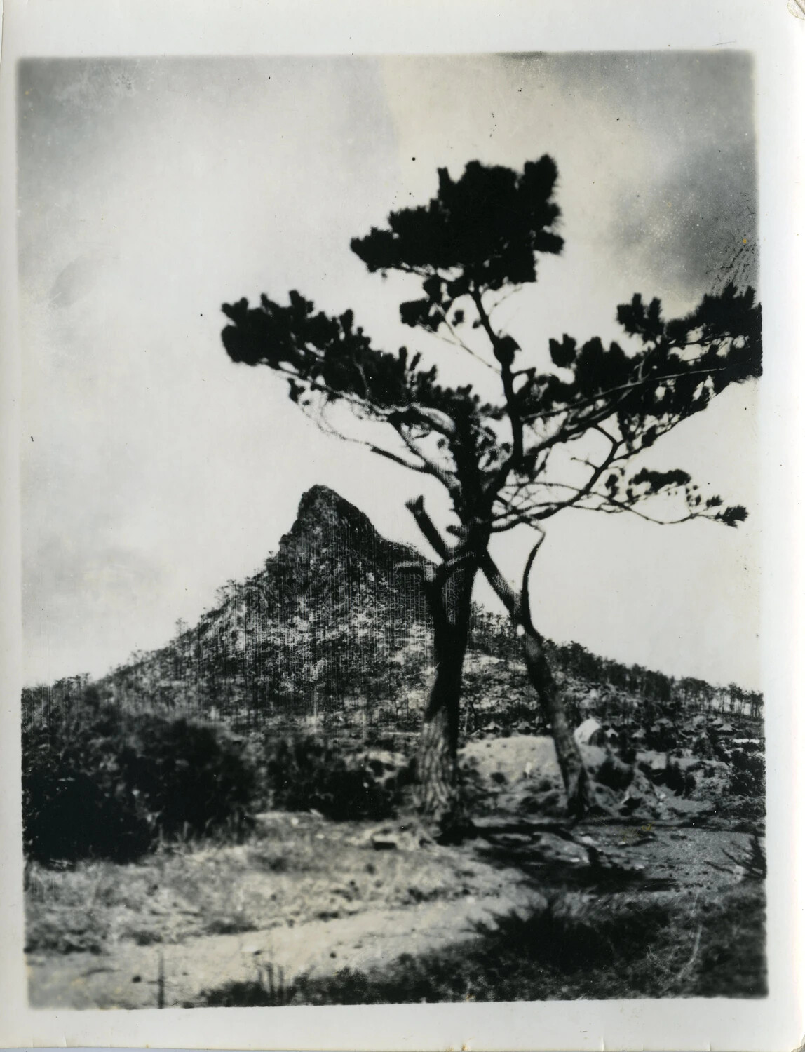 Iegusuku Peak ("The Pinnacle") Framed by Pine Tree, Ie Shima, Ryukyu Islands, 1945