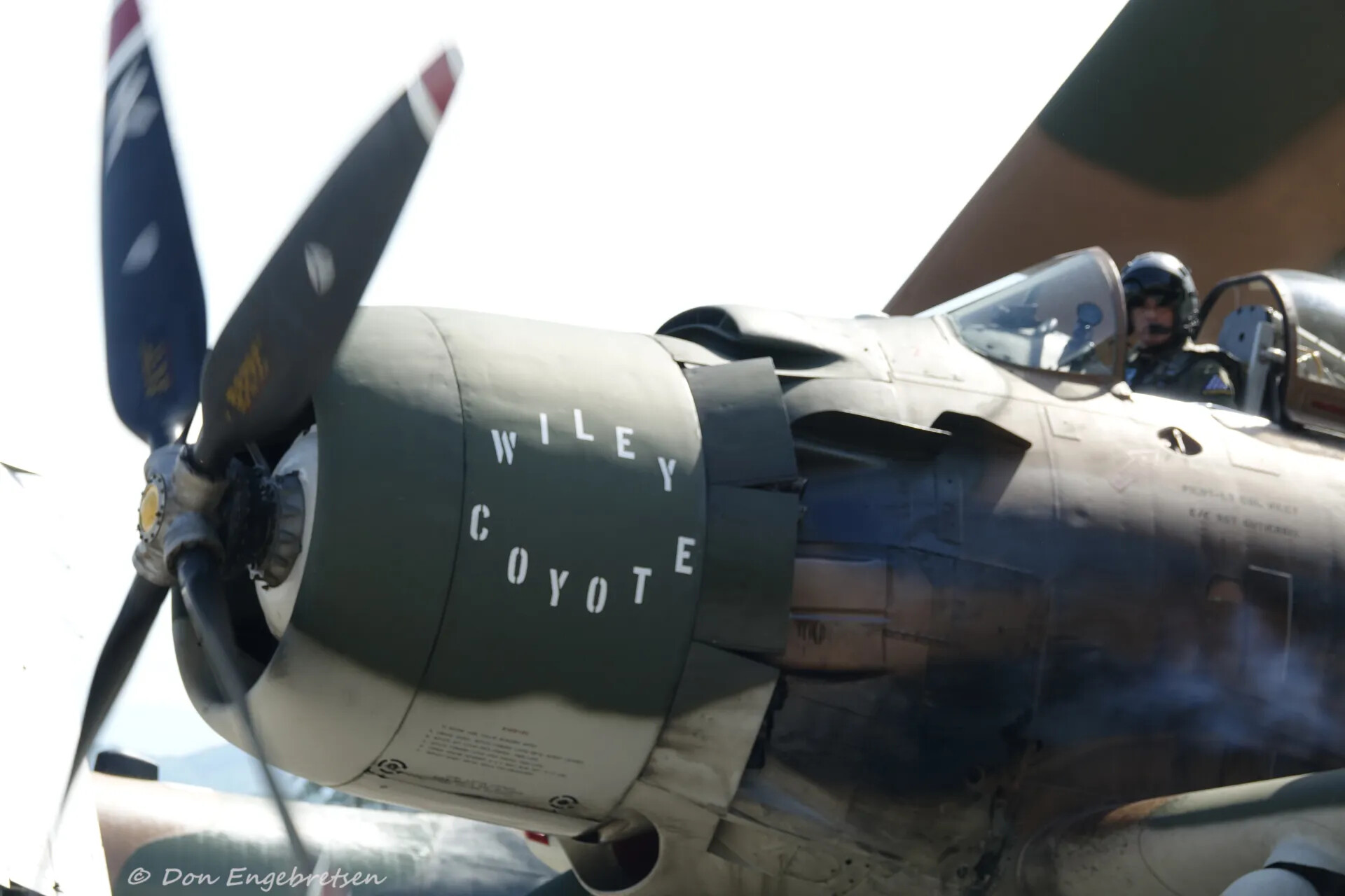 A-1 Skyraider Nose Art 'Wiley Coyote' with Pilot in Cockpit