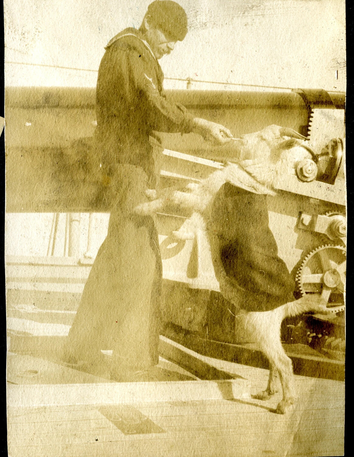 Sailor Tending the Ship's Mascot Goat on Deck, USS Columbia Album, c. 1900s