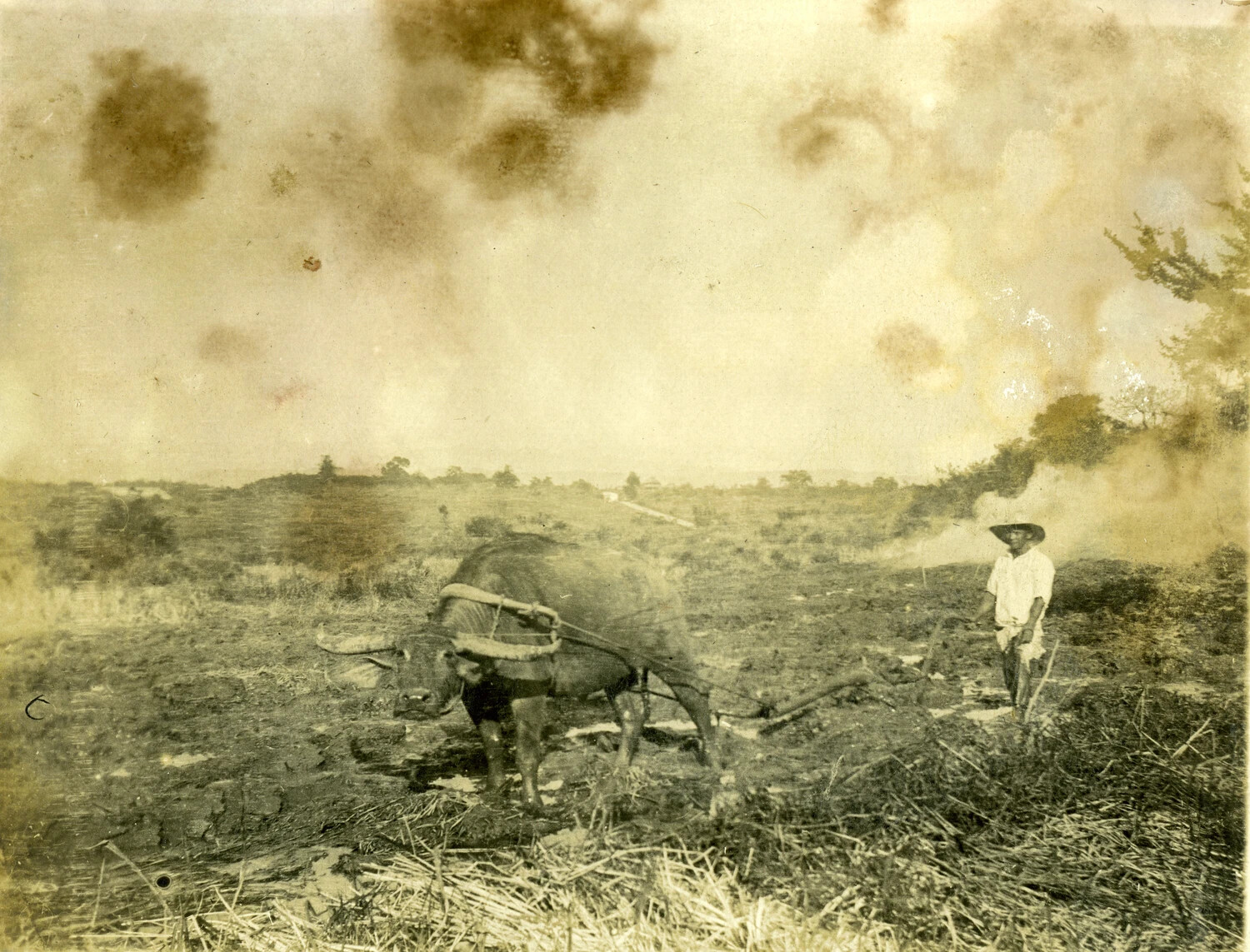 Filipino Farmer Plowing Rice Paddy with Carabao, Philippines, Early 1900s (Carl Stone Album)