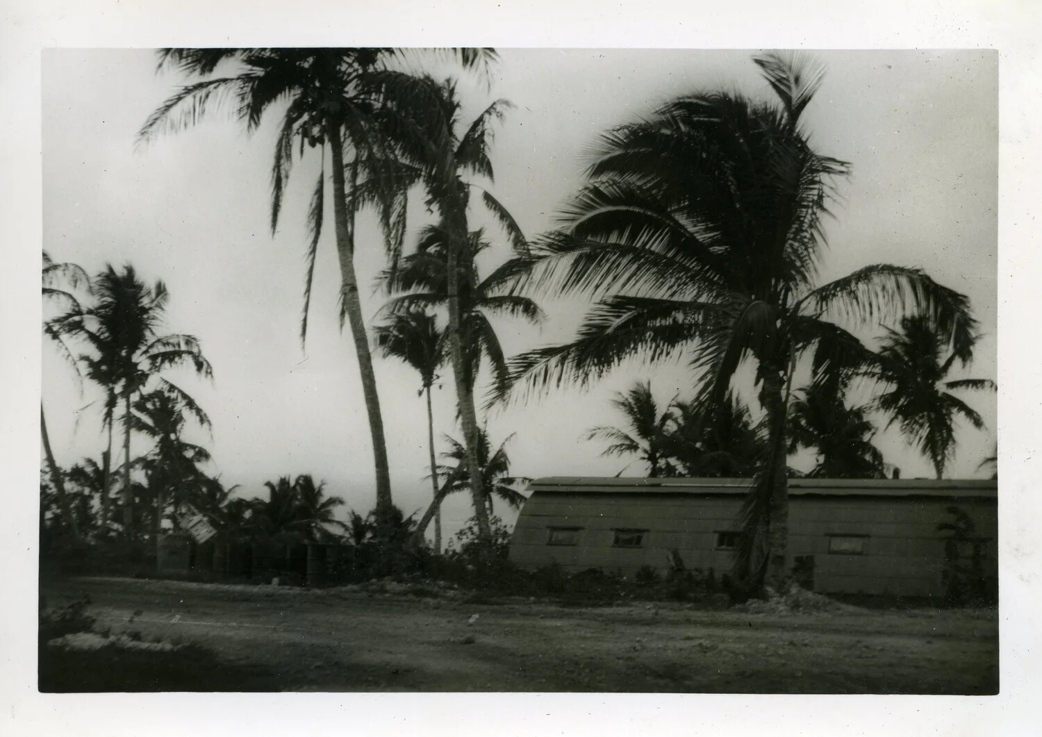 Quonset Hut Among Palm Trees, NAS Agana, Guam