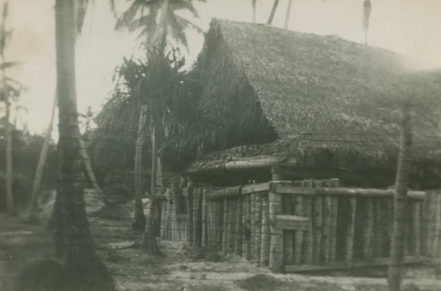 Thatched-Roof Native Dwelling Amid Coconut Palms, South Pacific Theater, WWII Era