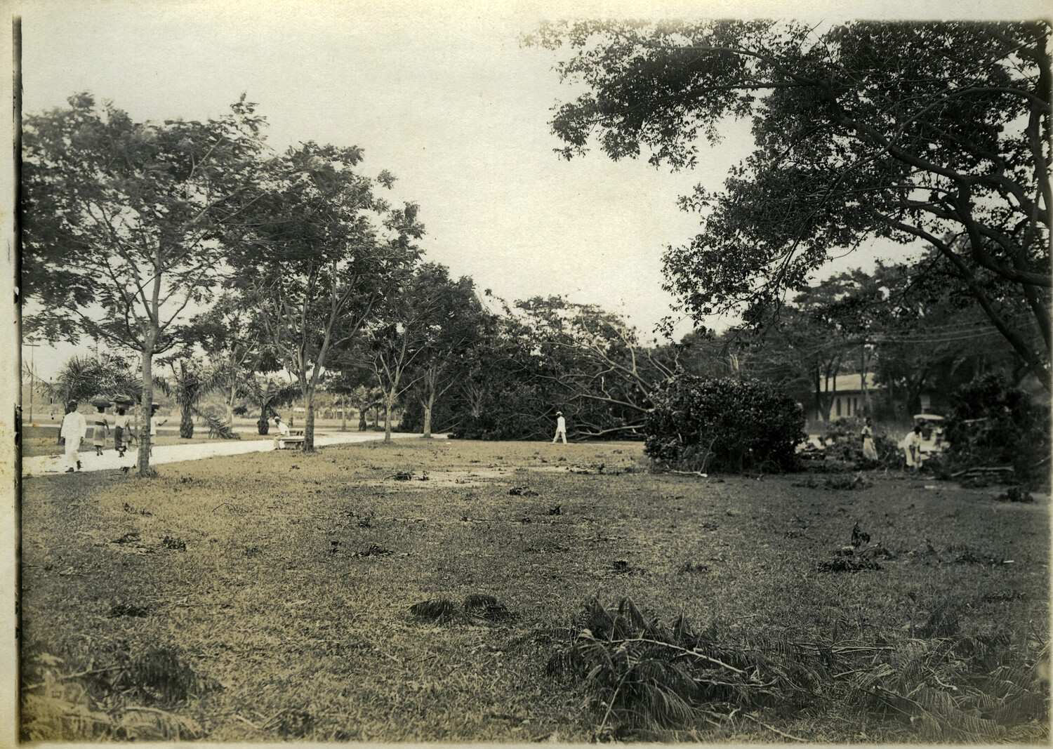 Typhoon Storm Damage in a Philippine Park, Early 1900s (Carl Stone Collection)