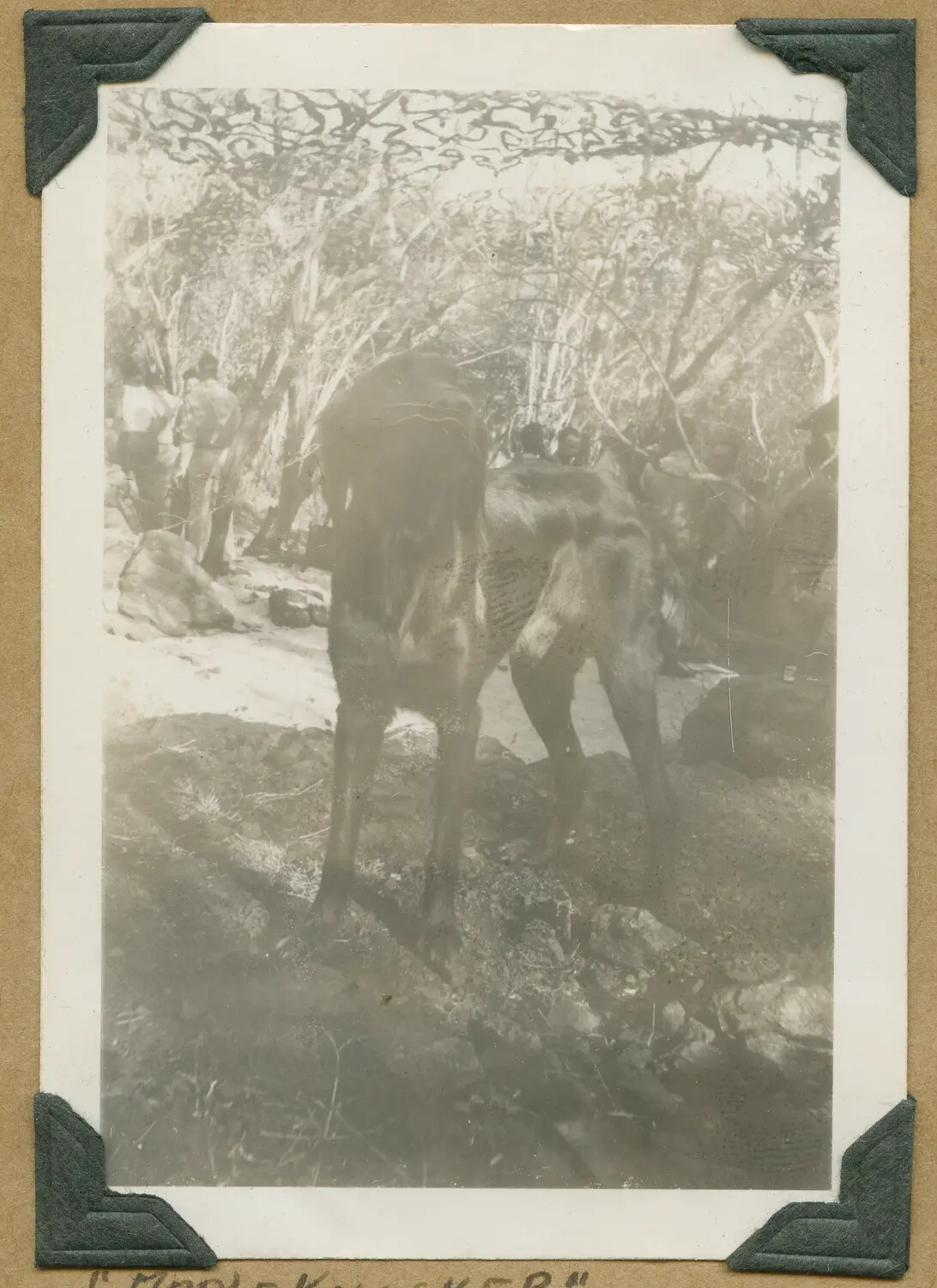 Unit Mascot Mule "Appleknocker" in Wooded Terrain, Hawaii, WWII