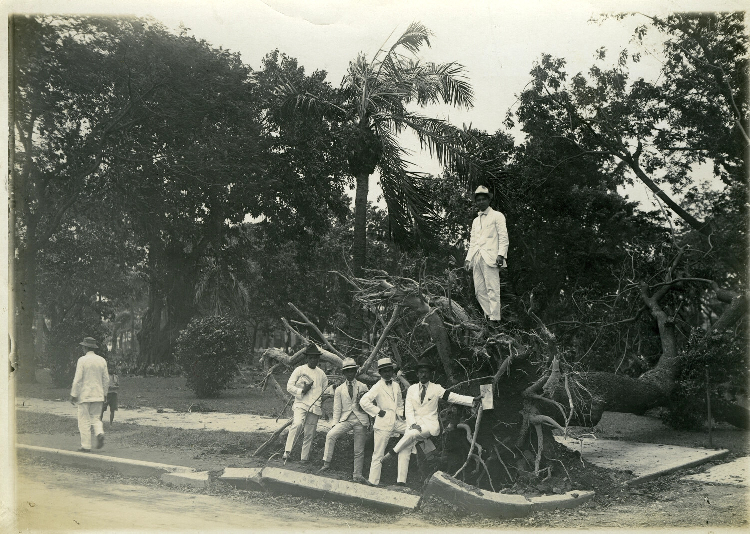 Typhoon-Toppled Tree with Group of Men in White Suits, Philippines, Early 1900s
