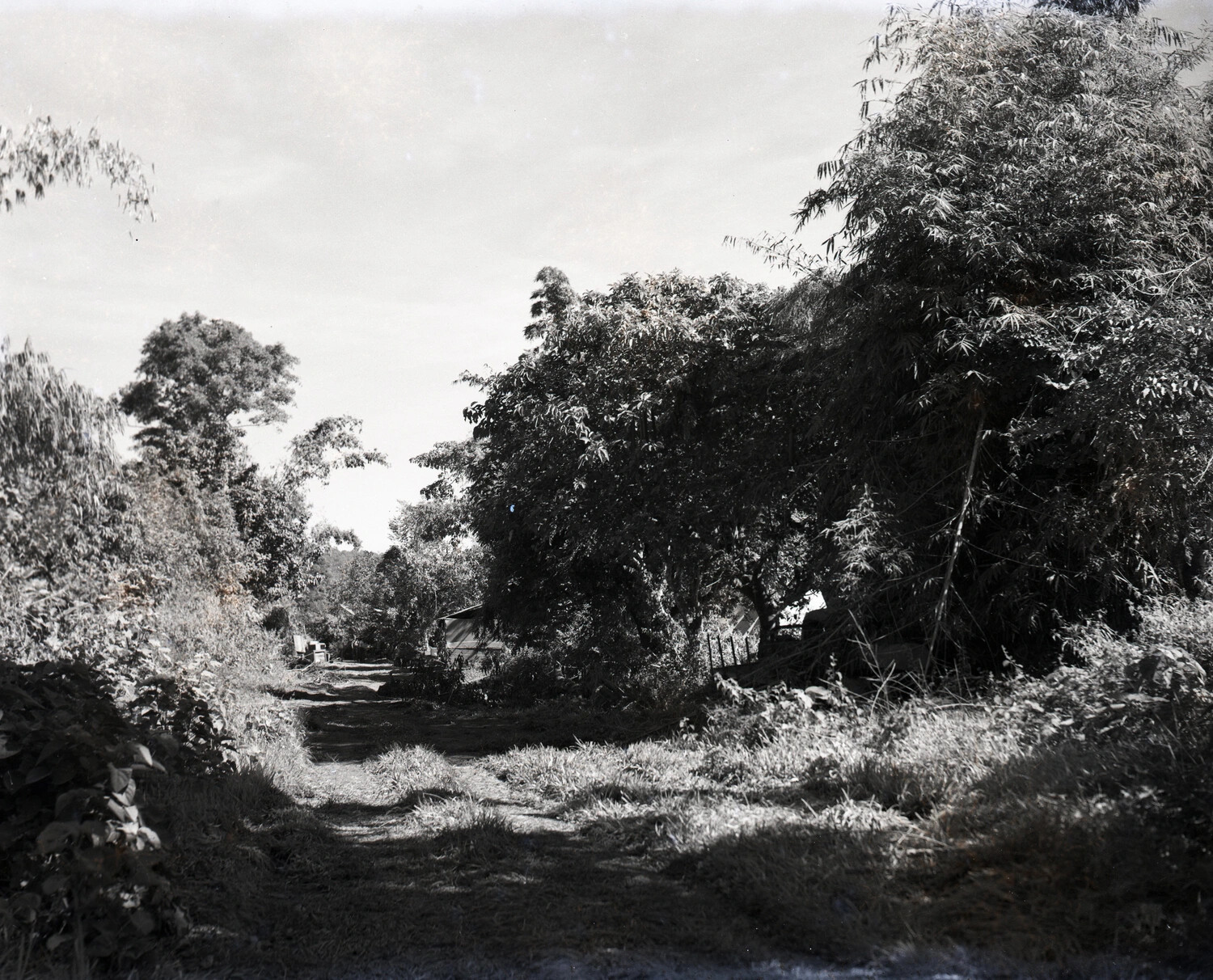 Rural Path Through Bamboo Grove, Burma — WWII China-Burma-India Theater